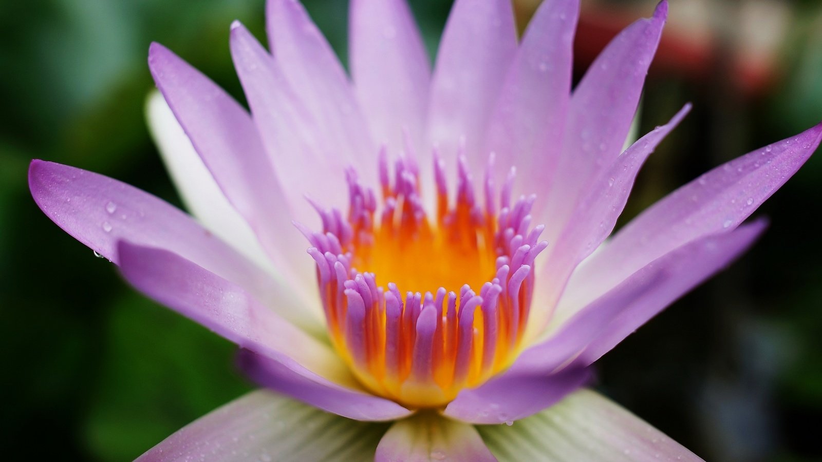 Обои макро, цветок, капли, кувшинка, лилия водяная, macro, flower, drops, lily, water lily разрешение 2048x1366 Загрузить