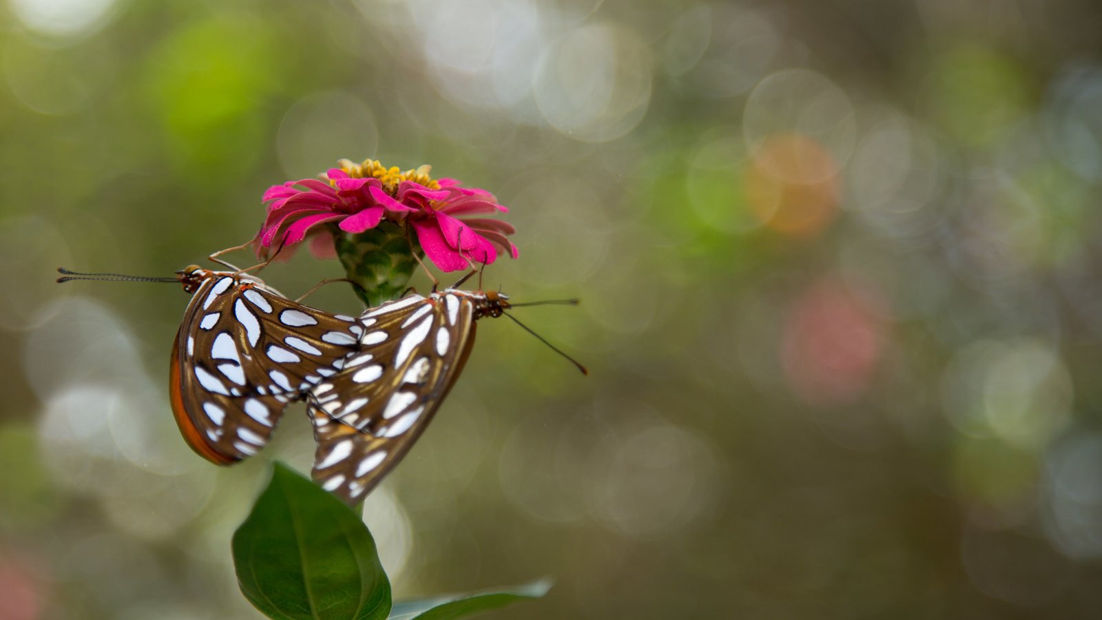 Обои цветок, насекомые, бабочки, flower, insects, butterfly разрешение 2048x1365 Загрузить