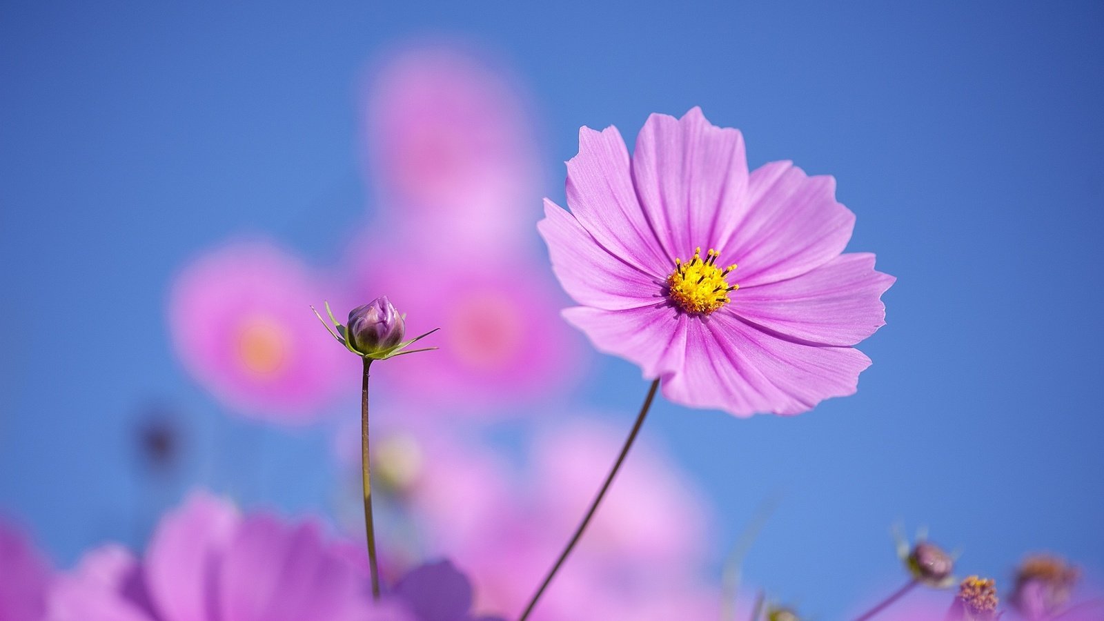 Обои небо, цветы, космея, the sky, flowers, kosmeya разрешение 2048x1363 Загрузить