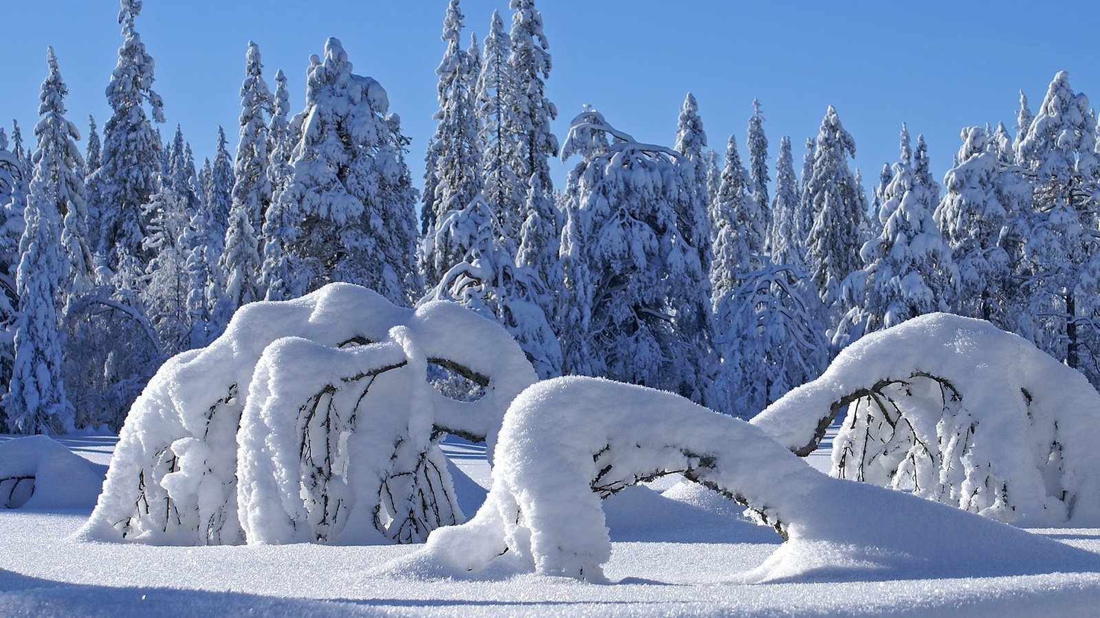 Обои снег, природа, лес, зима, сугробы, snow, nature, forest, winter, the snow разрешение 1920x1080 Загрузить