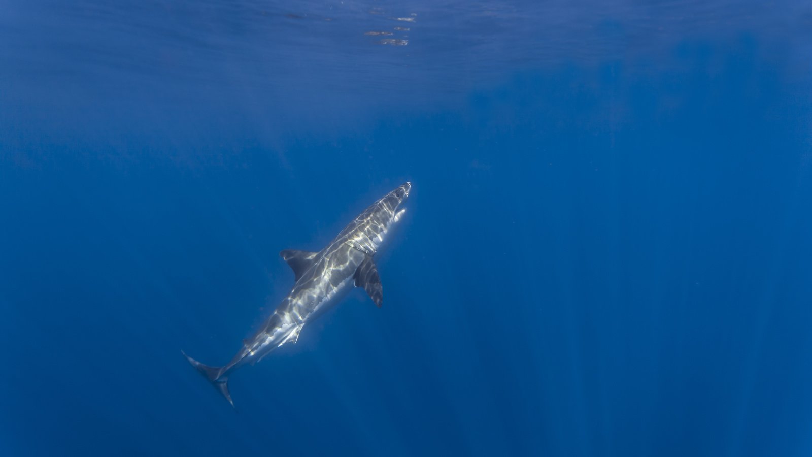 Обои океан, акула, подводный мир, акула.белая, the ocean, shark, underwater world, shark.white разрешение 5616x3744 Загрузить