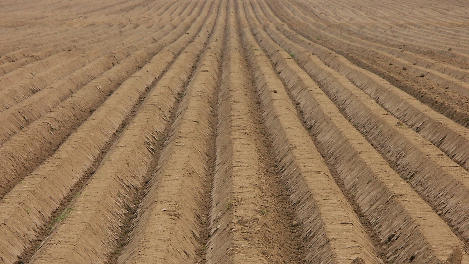 Обои земля, поле, пашня, пахота, earth, field, arable land, plowing разрешение 1920x1080 Загрузить