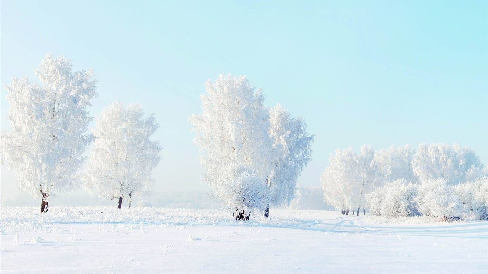 Обои деревья, снег, зима, мороз, trees, snow, winter, frost разрешение 1920x1200 Загрузить