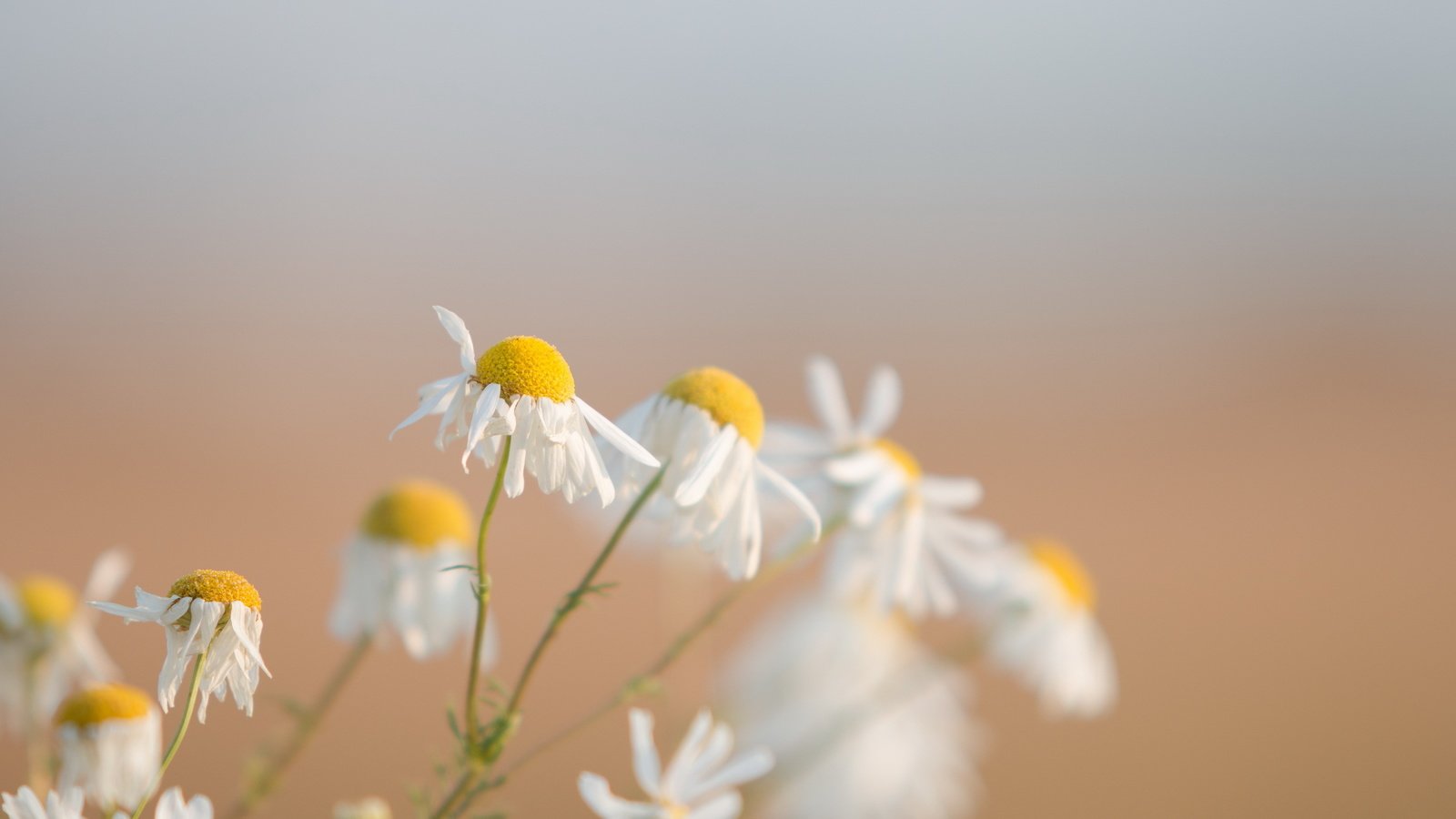 Обои цветы, природа, макро, фон, ромашки, flowers, nature, macro, background, chamomile разрешение 2560x1600 Загрузить