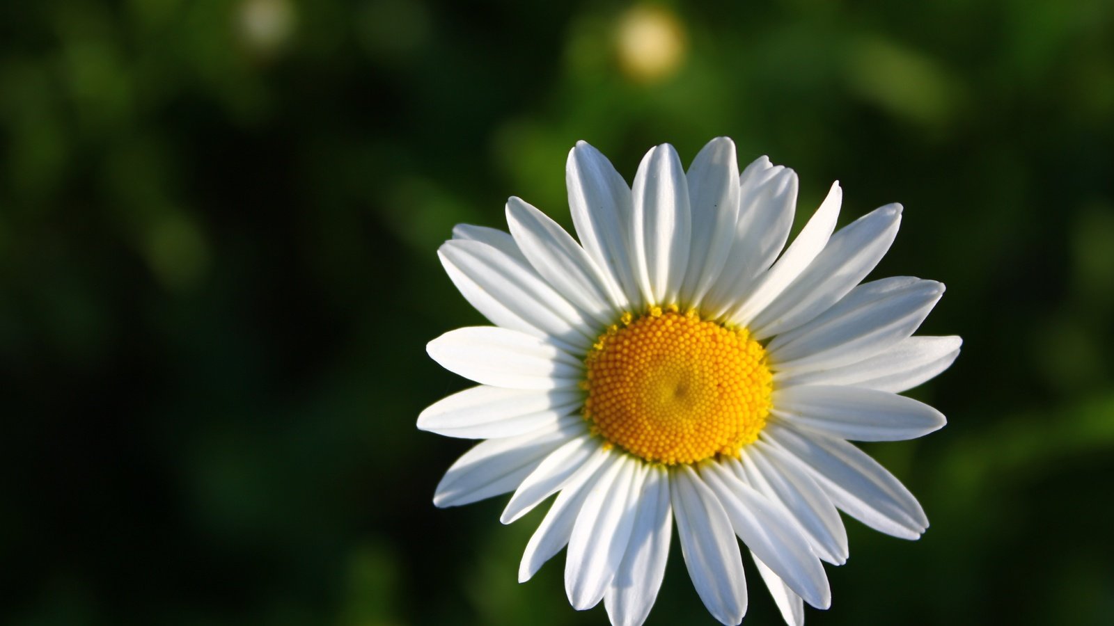 Обои зелёный, фон, цветок, ромашка, green, background, flower, daisy разрешение 5184x3456 Загрузить