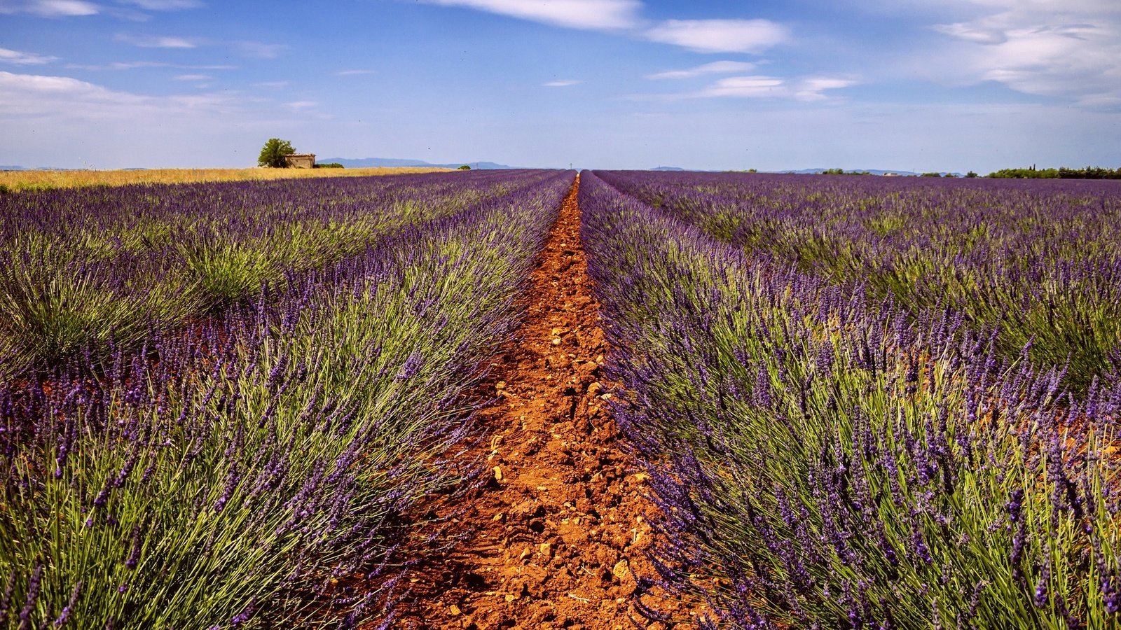 Обои небо, дорога, цветы, поле, лаванда, горизонт, дом, ферма, the sky, road, flowers, field, lavender, horizon, house, farm разрешение 2048x1153 Загрузить