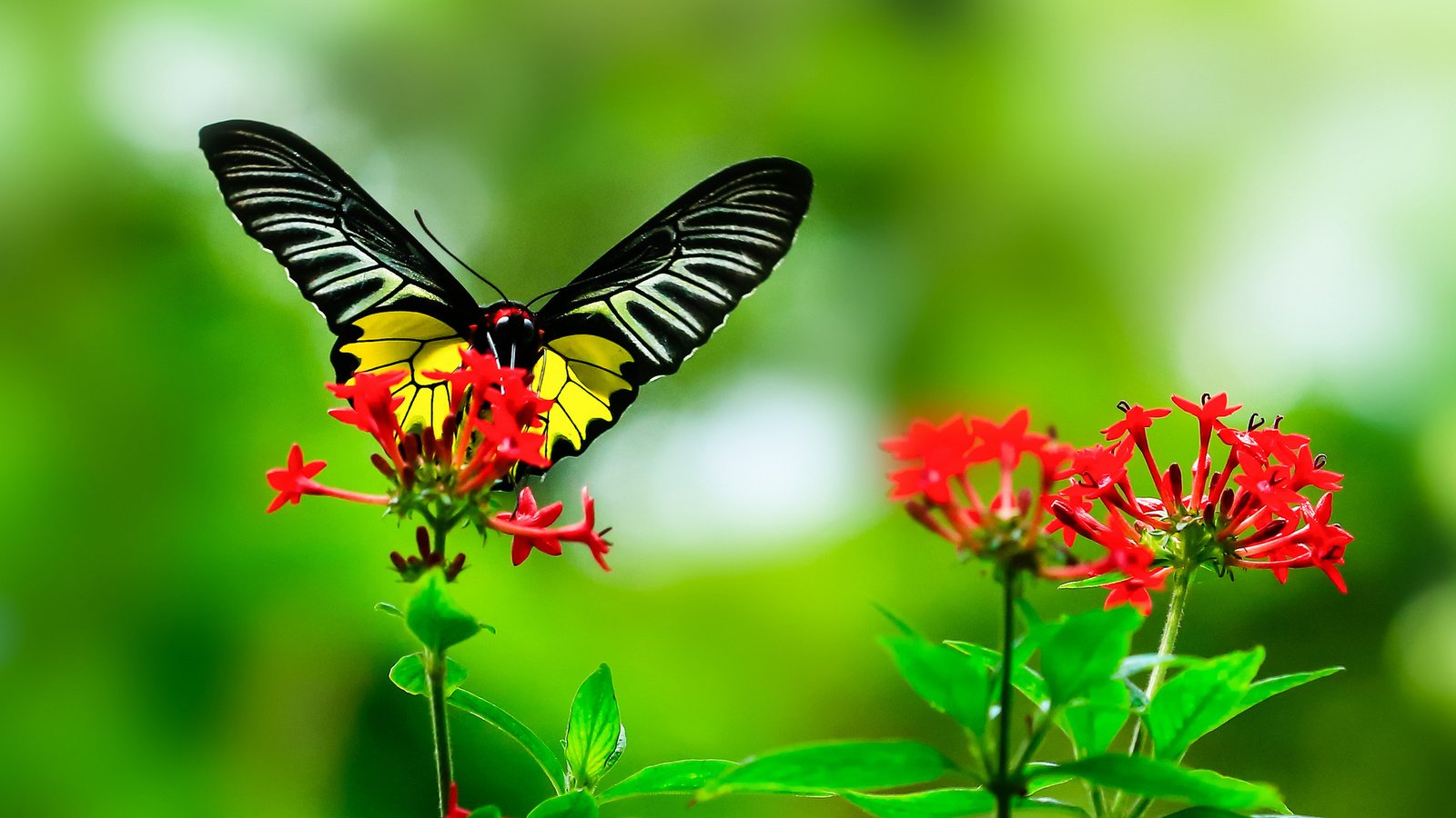 Обои листья, макро, цветок, бабочка, крылья, насекомые, растение, leaves, macro, flower, butterfly, wings, insects, plant разрешение 2048x1319 Загрузить