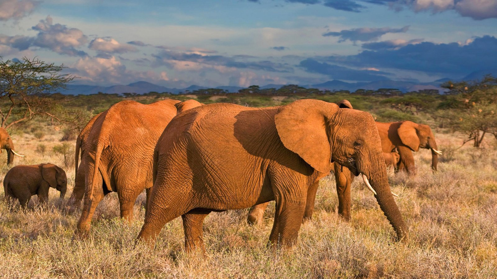 Обои облака, африка, слоны, саванна, clouds, africa, elephants, savannah разрешение 1920x1200 Загрузить