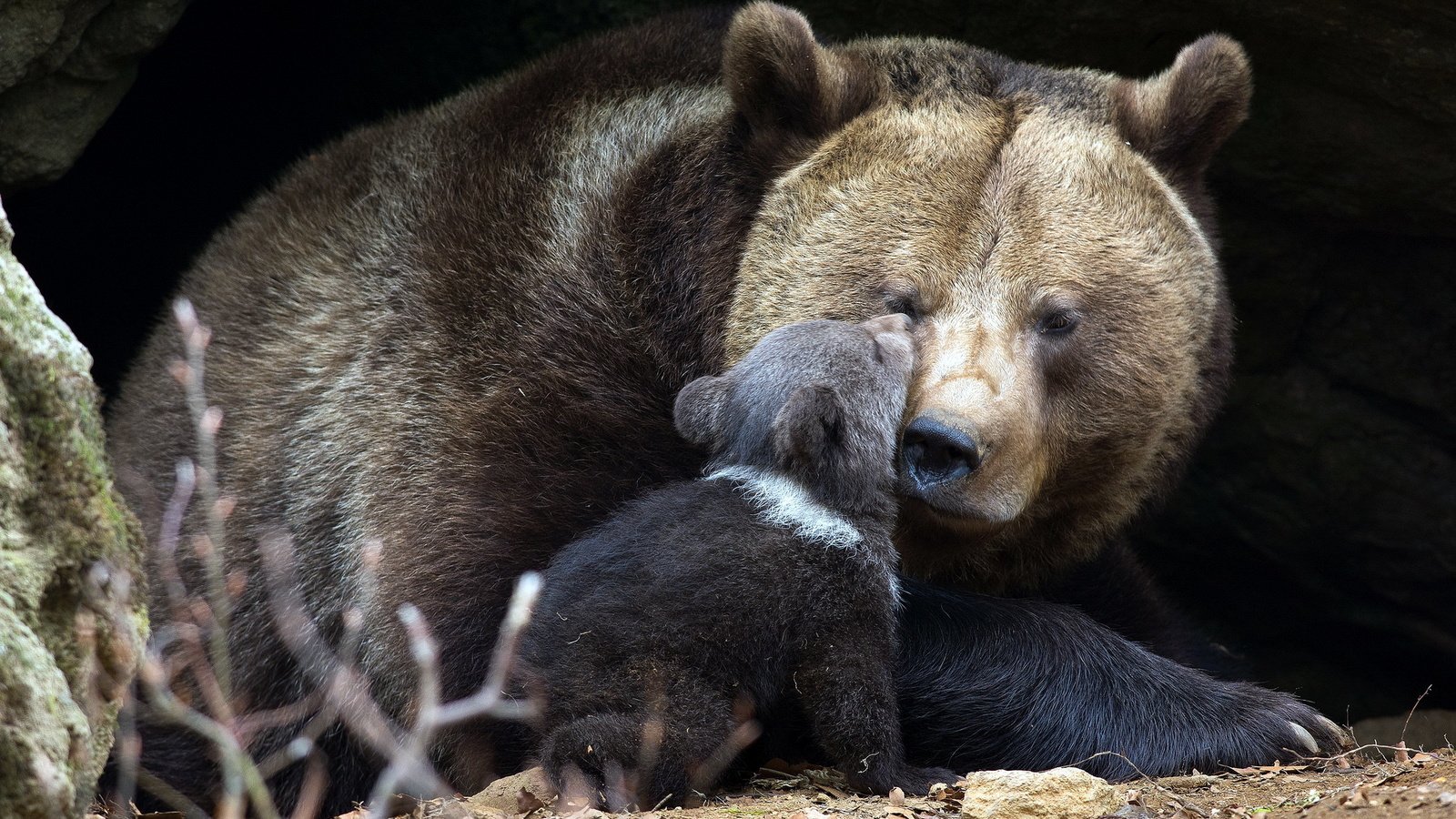 Обои природа, фон, медведи, медвежонок, медведица, nature, background, bears, bear разрешение 2048x1365 Загрузить