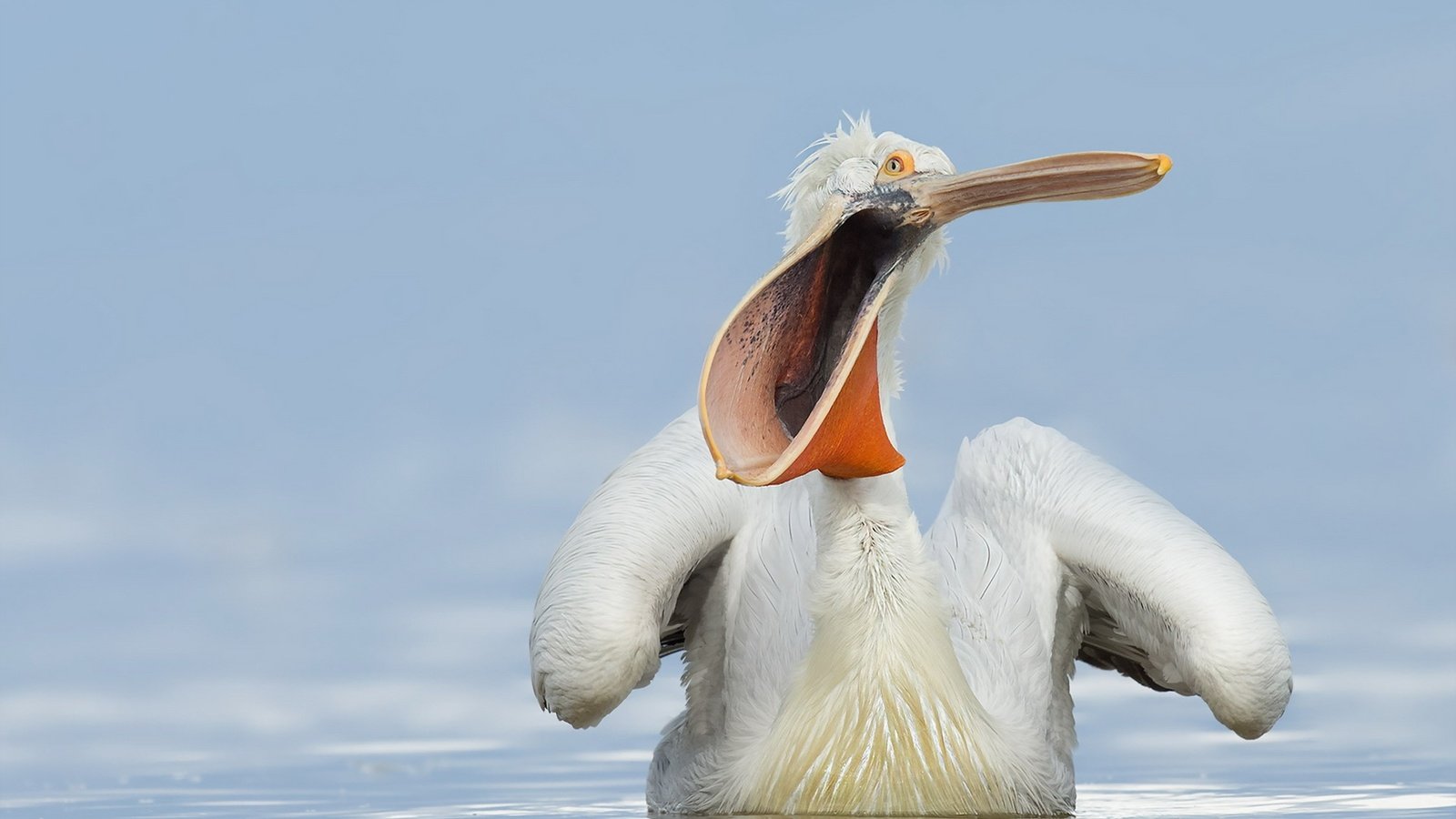 Обои вода, природа, птица, клюв, пеликан, water, nature, bird, beak, pelican разрешение 1920x1200 Загрузить