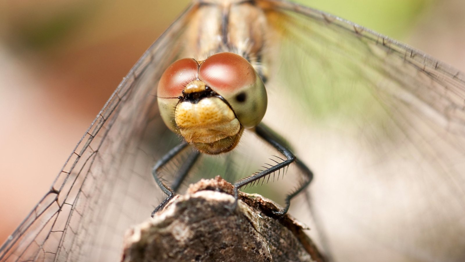 Обои глаза, макро, насекомое, крылья, стрекоза, aliks s., eyes, macro, insect, wings, dragonfly разрешение 3643x2429 Загрузить