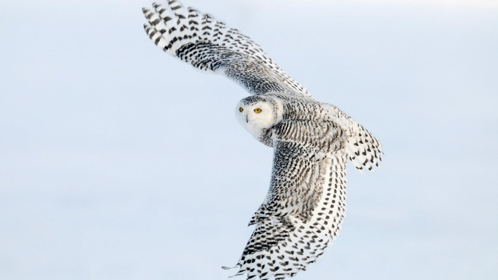 Обои сова, полет, крылья, птица, полярная сова, белая сова, owl, flight, wings, bird, snowy owl, white owl разрешение 1920x1200 Загрузить