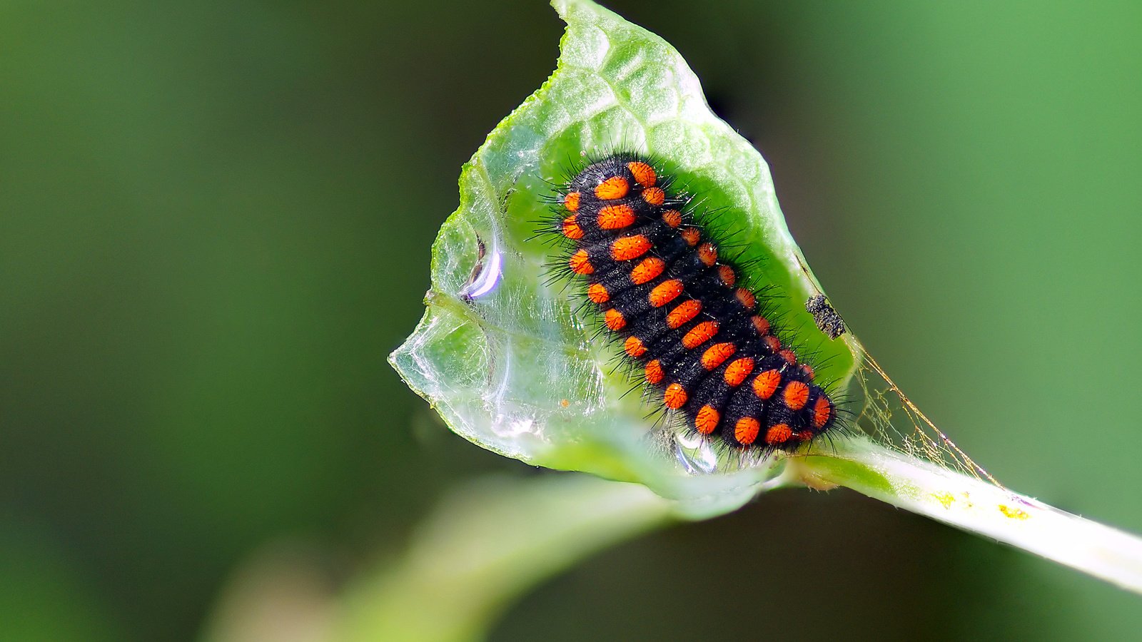 Обои макро, насекомое, лист, растение, гусеница, ziva & amir, macro, insect, sheet, plant, caterpillar разрешение 3393x2224 Загрузить