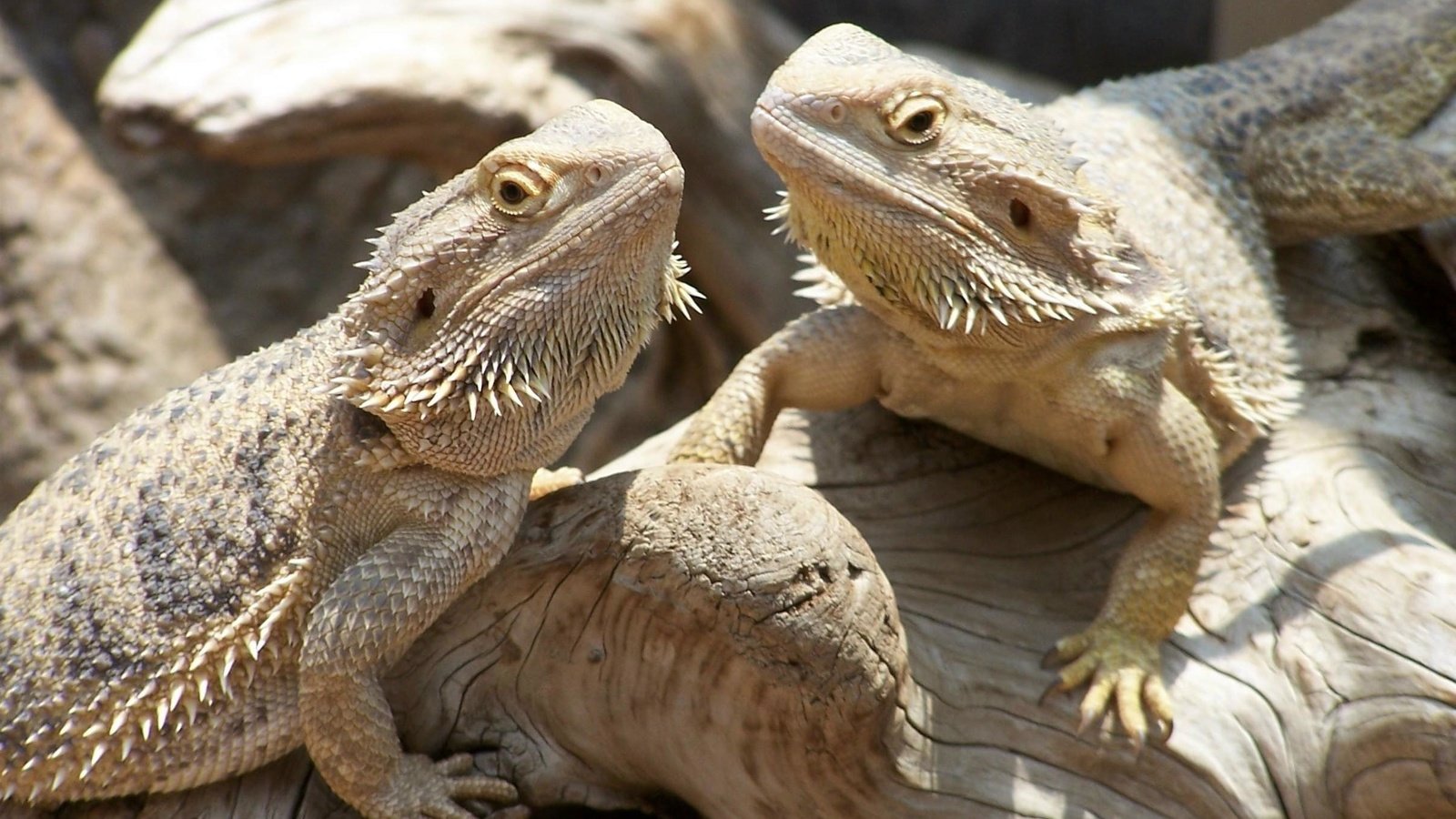 Обои ящерица, рептилия, пресмыкающиеся, бородатая агама, агама, lizard, reptile, reptiles, bearded agama, agama разрешение 2418x1606 Загрузить