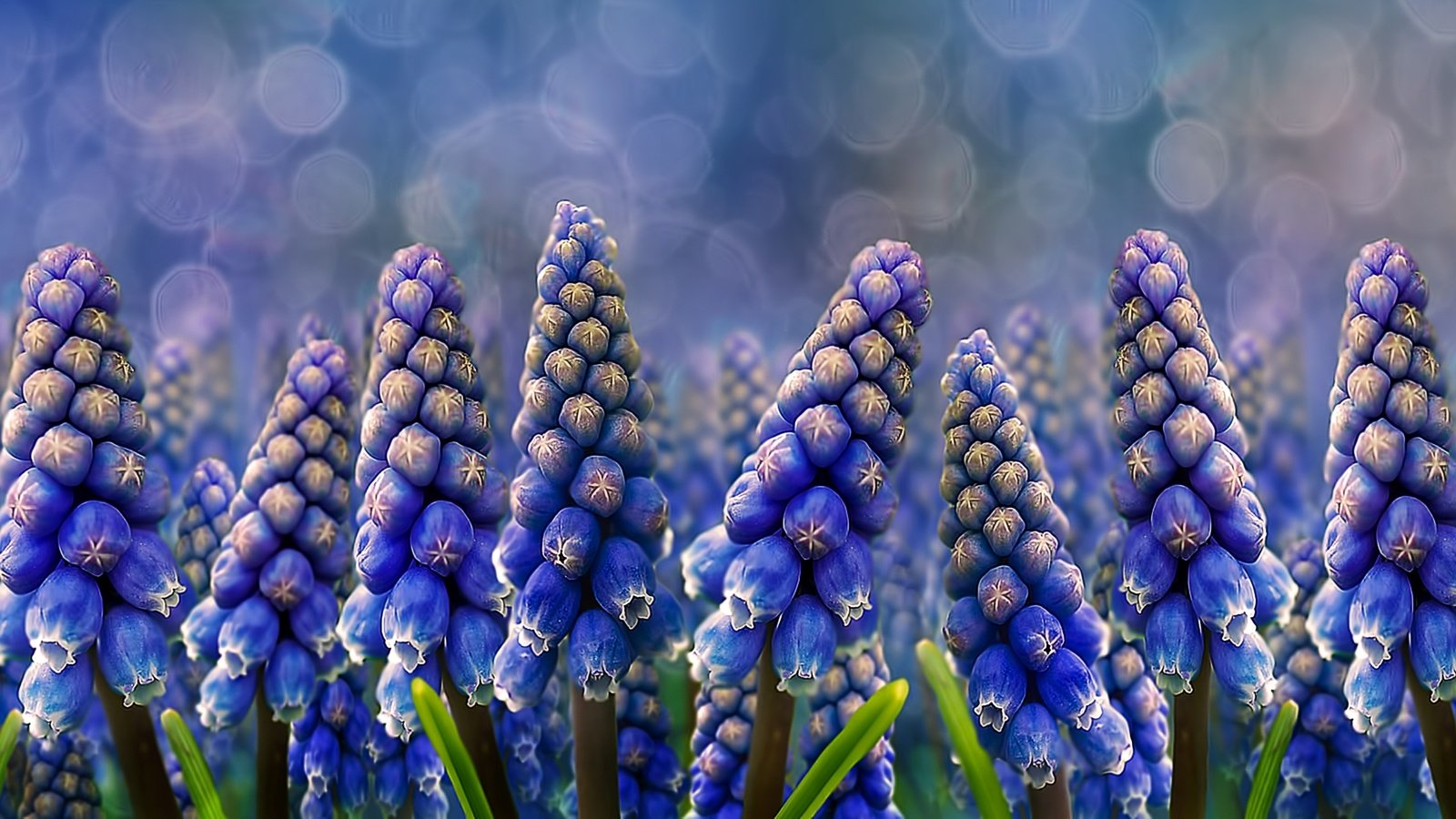 Обои цветы, мускари, мышиный гиацинт, flowers, muscari, hyacinth mouse разрешение 2560x1440 Загрузить