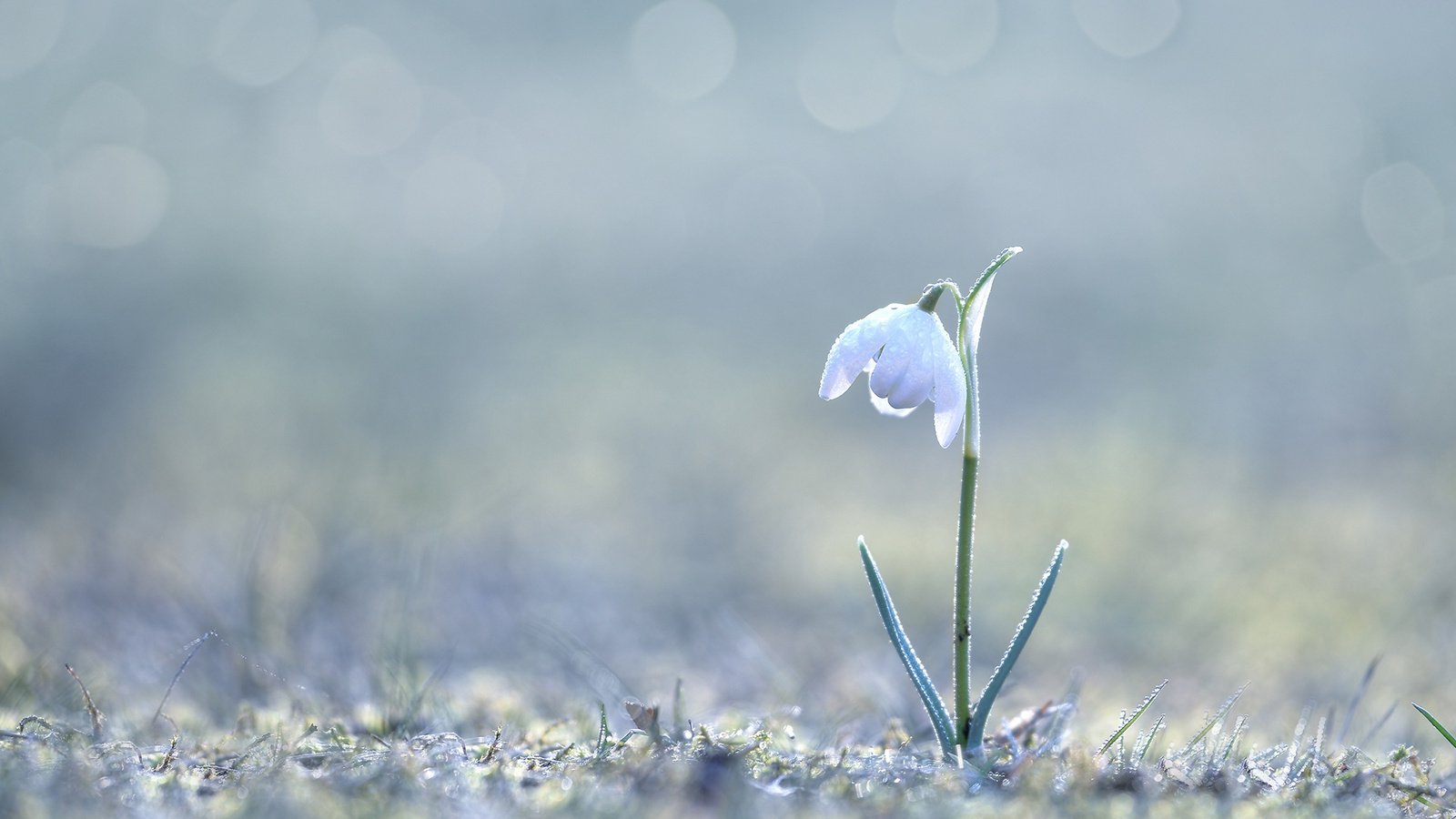 Обои трава, природа, макро, цветок, весна, боке, подснежник, grass, nature, macro, flower, spring, bokeh, snowdrop разрешение 2000x1333 Загрузить