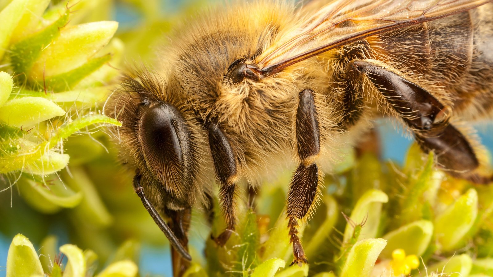 Обои цветы, насекомое, лепестки, пчела, боке, flowers, insect, petals, bee, bokeh разрешение 5000x3333 Загрузить