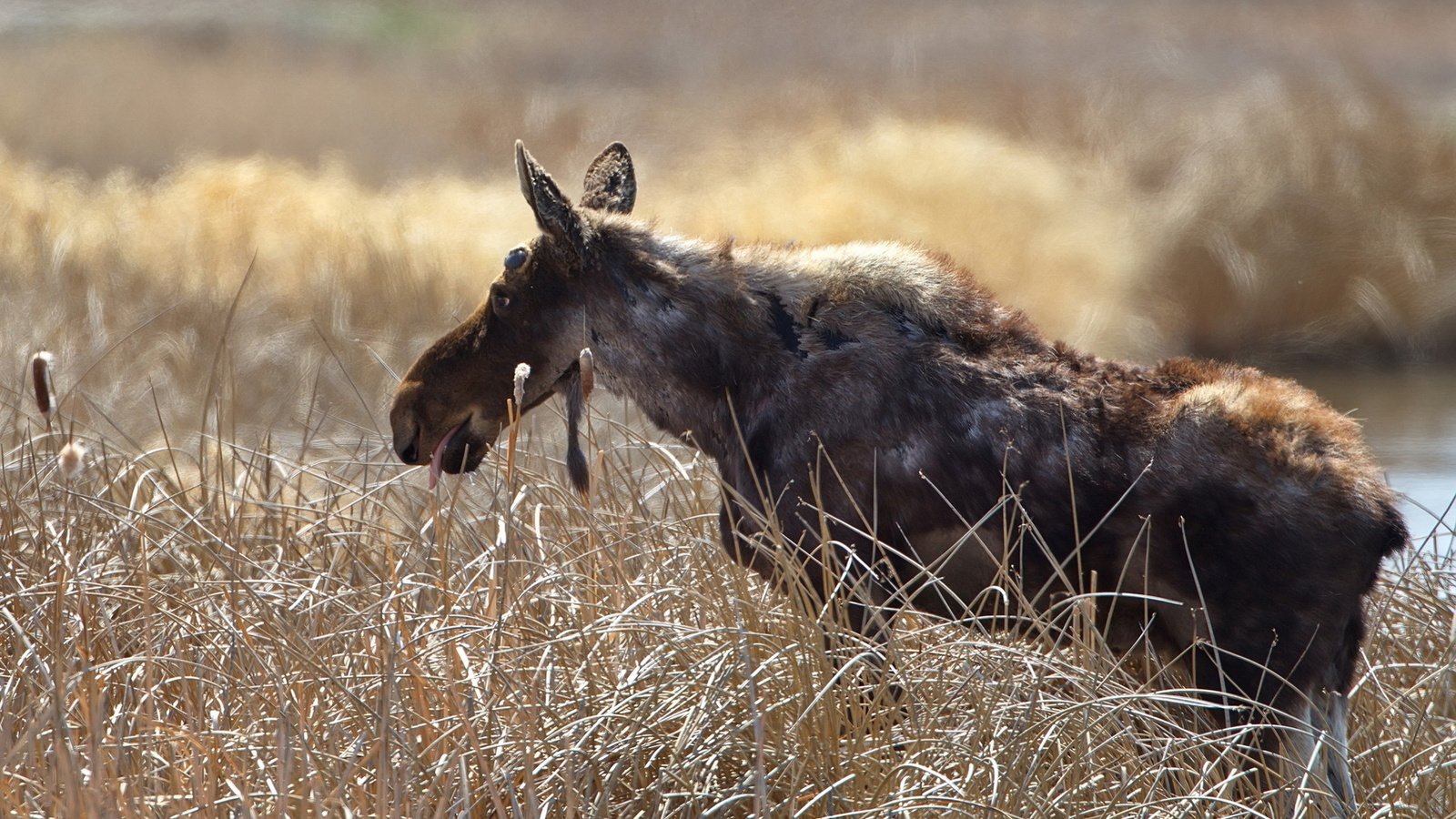 Обои трава, природа, фон, лось, grass, nature, background, moose разрешение 1920x1200 Загрузить