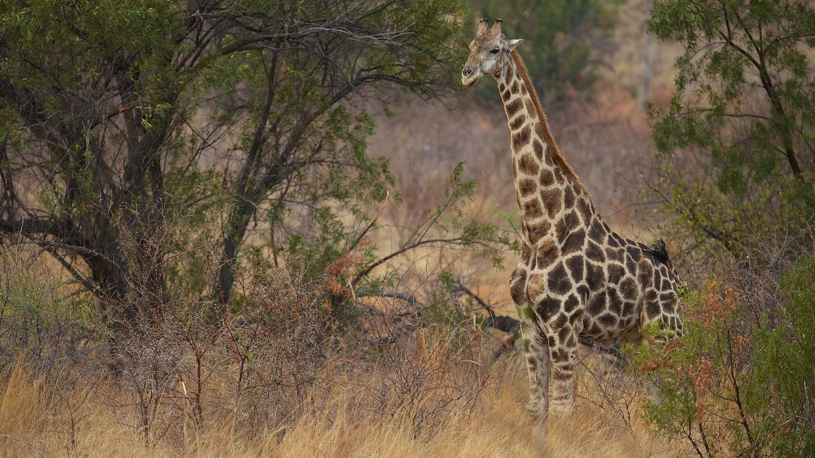 Обои природа, кусты, жираф, саванна, шея, nature, the bushes, giraffe, savannah, neck разрешение 2048x1280 Загрузить