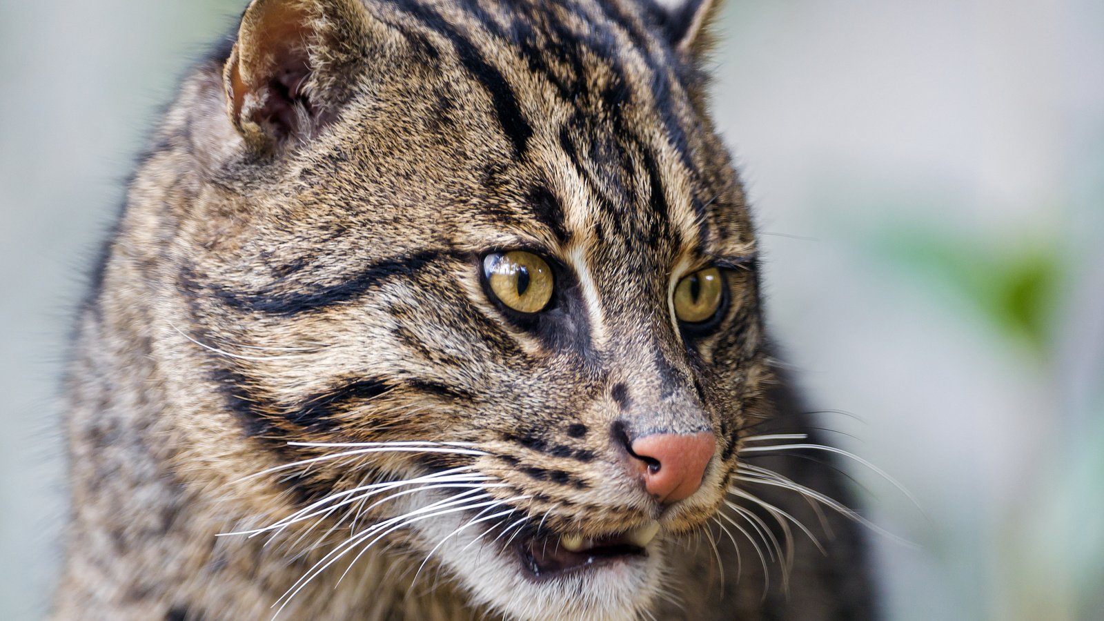 Обои морда, кот, кошка, рыболов, кот рыболов, fishing cat, face, cat, angler, kot rybolov разрешение 2048x1536 Загрузить