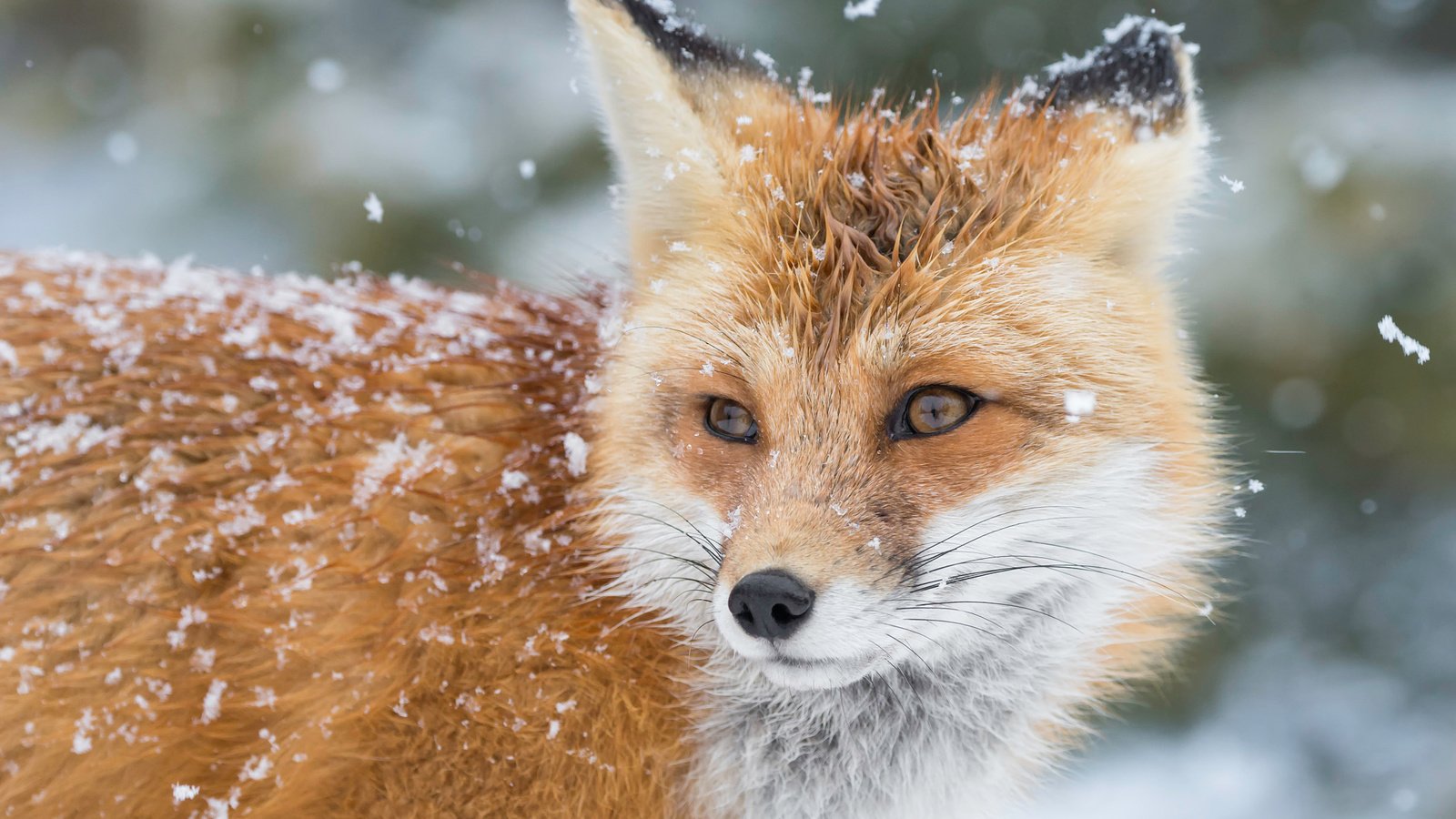 Обои снег, зима, лиса, лис, snow, winter, fox разрешение 2048x1362 Загрузить