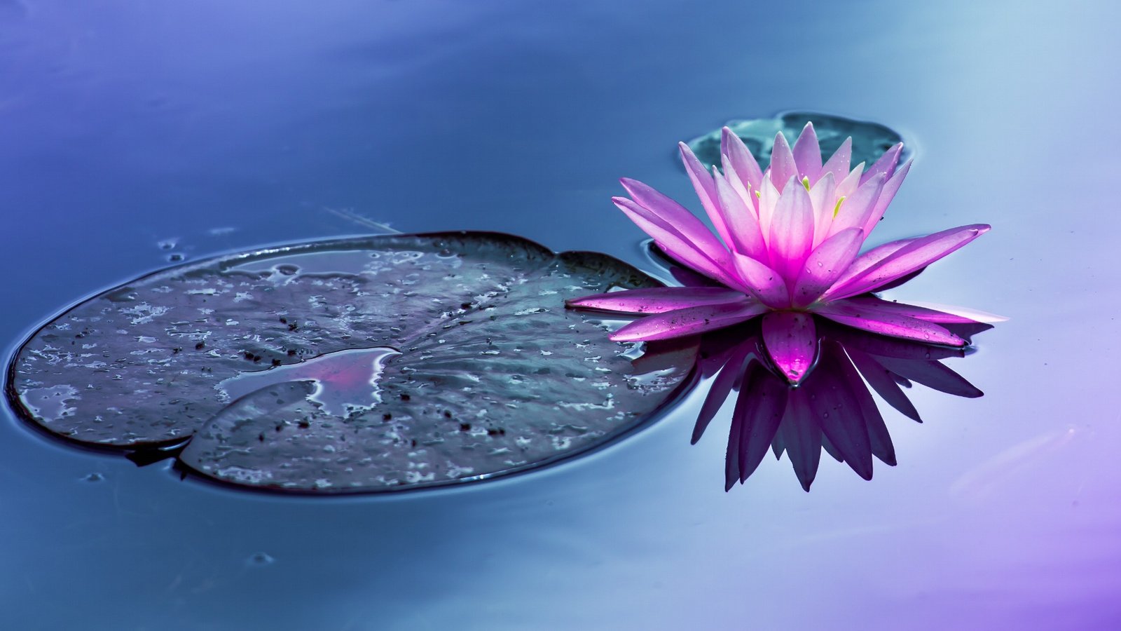 Обои вода, цветок, пруд, водяная лилия, water, flower, pond, water lily разрешение 2048x1105 Загрузить