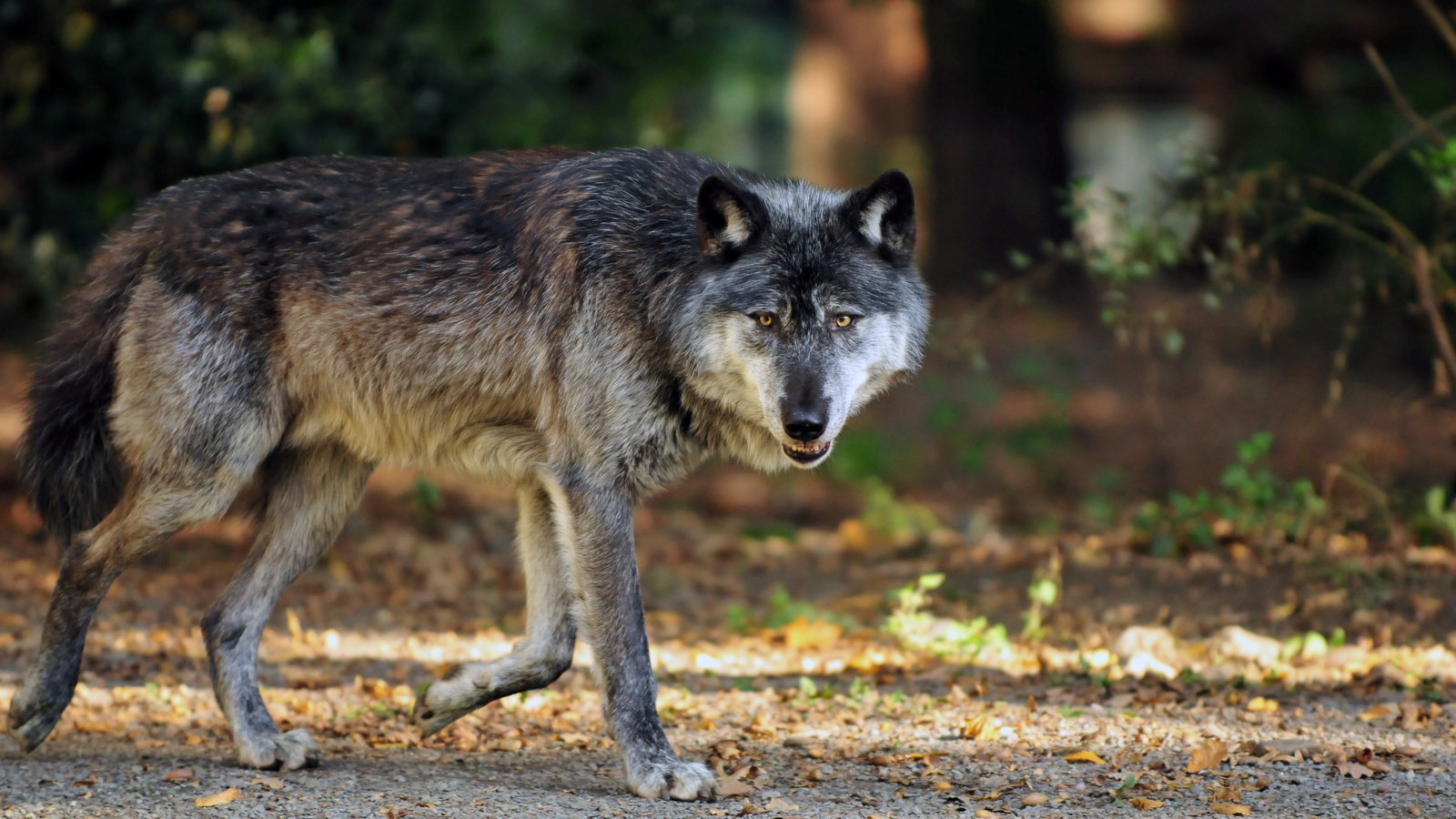 Обои морда, лапы, взгляд, осень, хищник, волк, face, paws, look, autumn, predator, wolf разрешение 4288x2848 Загрузить