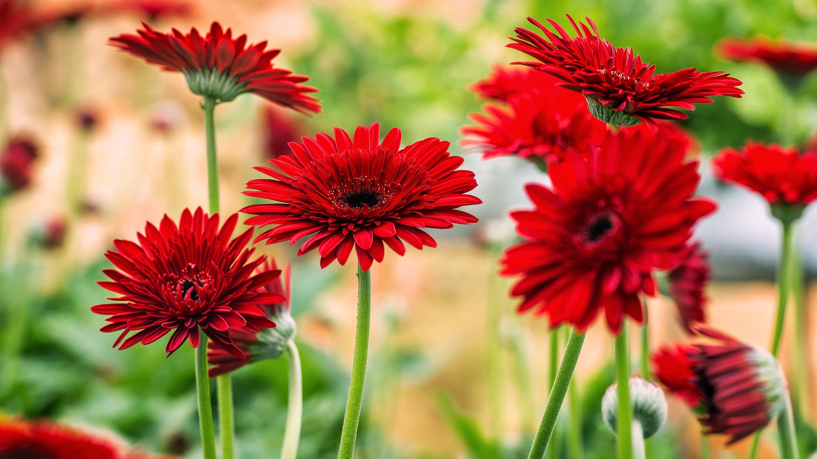 Обои цветы, цветение, красные, яркие, герберы, flowers, flowering, red, bright, gerbera разрешение 2048x1200 Загрузить