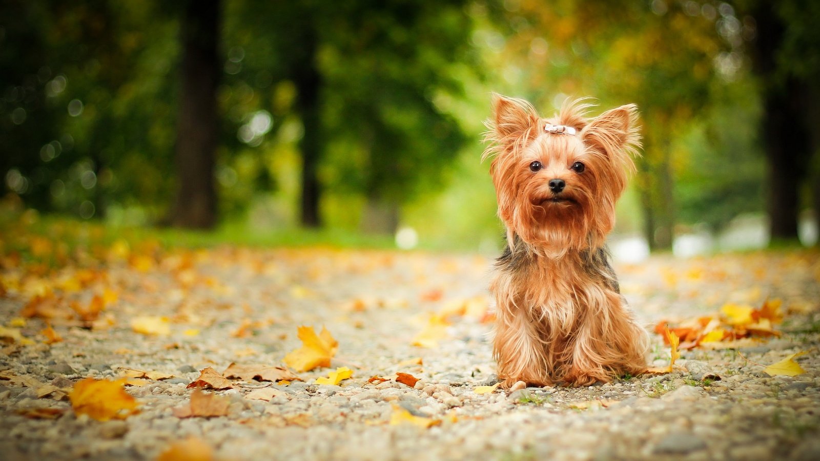 Обои взгляд, осень, собака, друг, йорк, йоркширский терьер, look, autumn, dog, each, york, yorkshire terrier разрешение 2880x1750 Загрузить