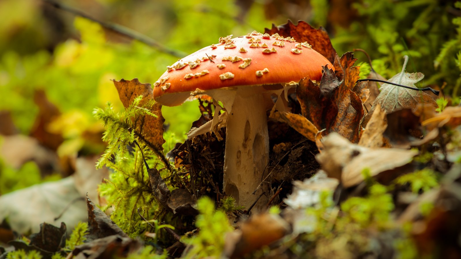 Обои природа, осень, гриб, мухомор, nature, autumn, mushroom разрешение 4272x2478 Загрузить