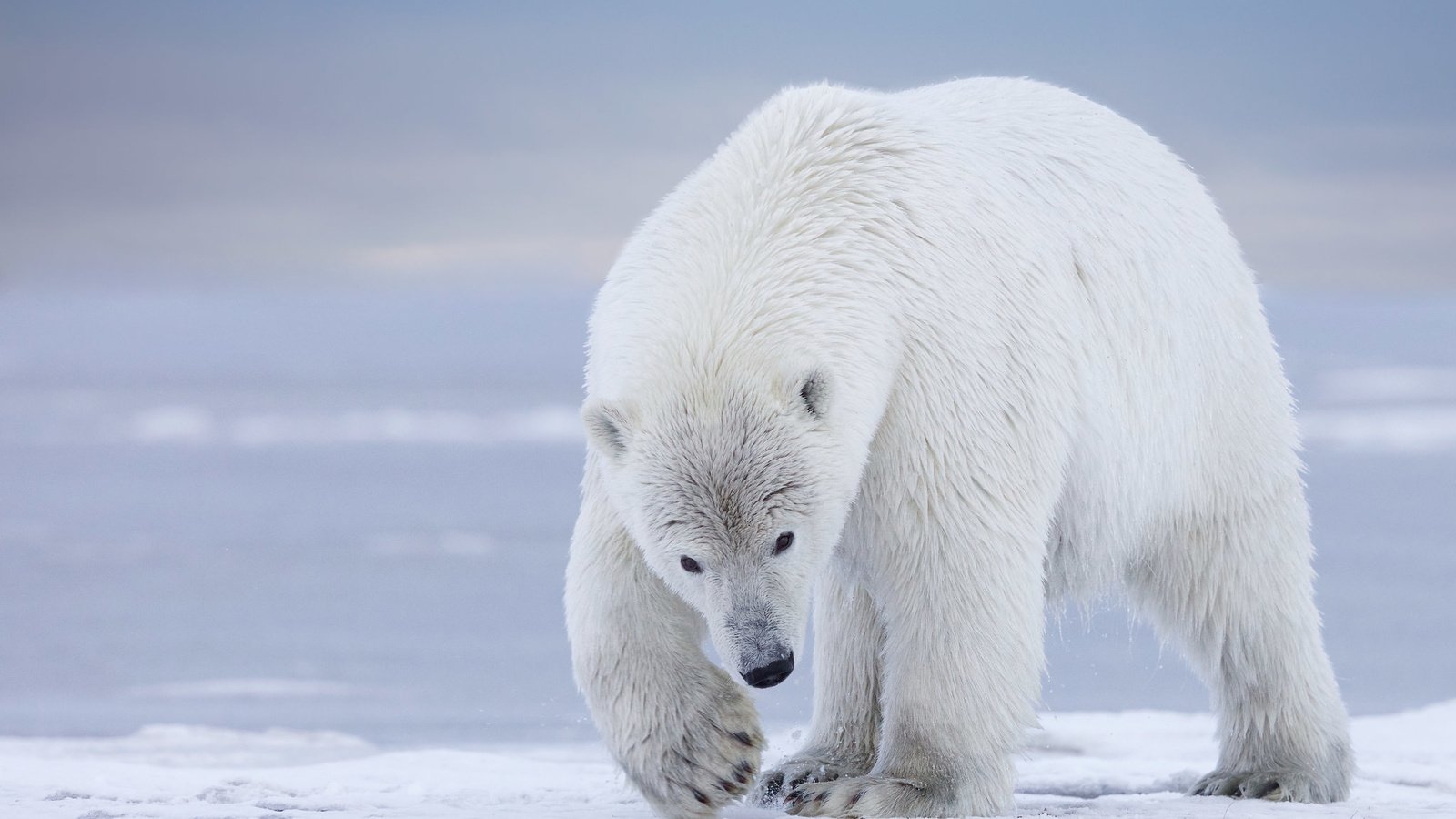 Обои полярный медведь, медведь, белый медведь, аляска, polar bear, bear, alaska разрешение 2048x1461 Загрузить