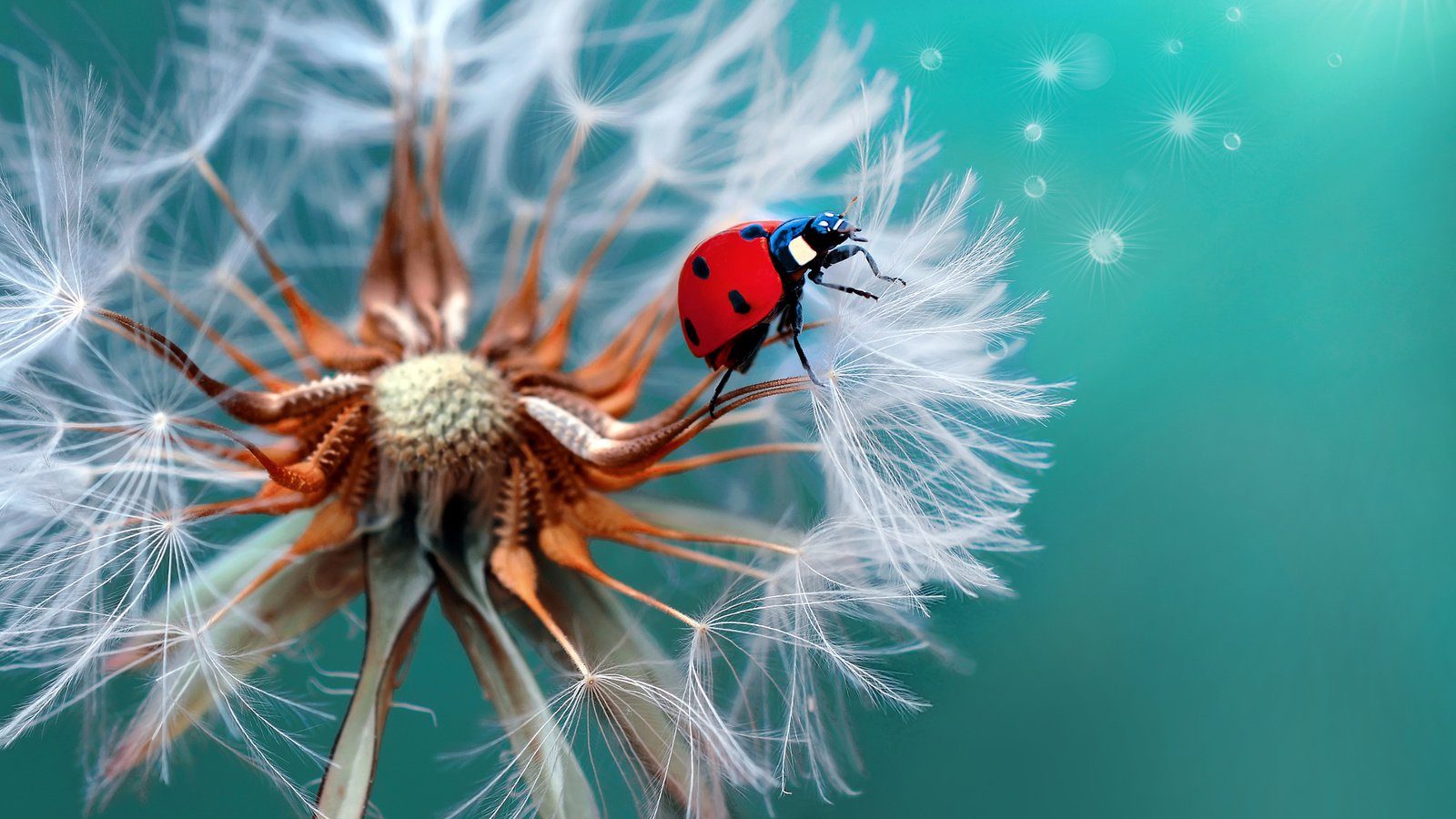 Обои жук, макро, божья коровка, одуванчик, beetle, macro, ladybug, dandelion разрешение 2048x1407 Загрузить