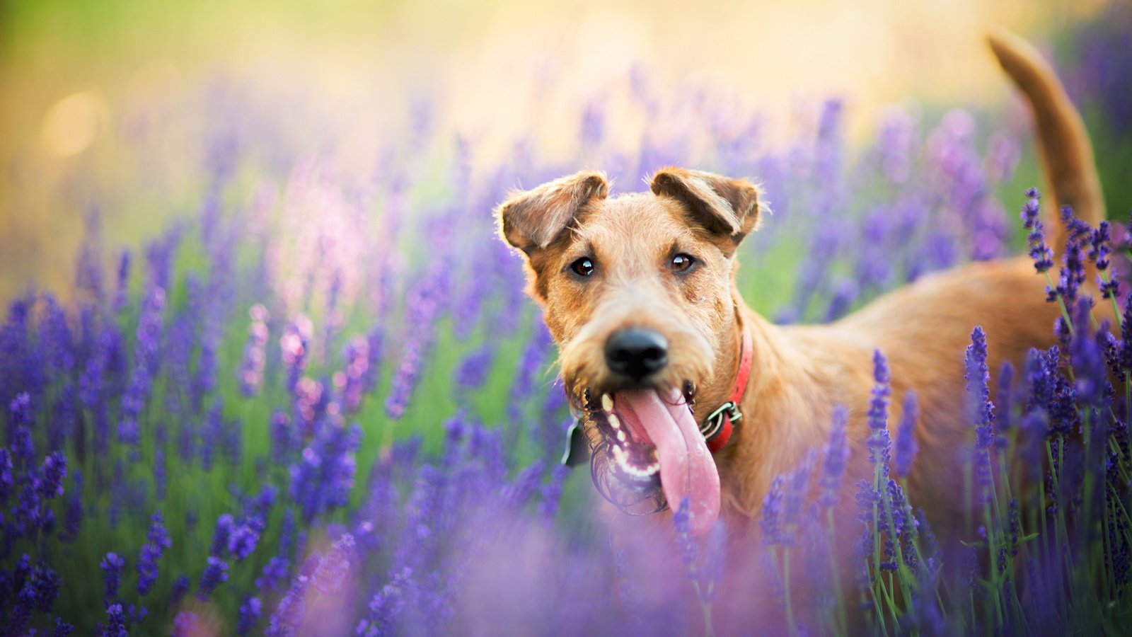 Обои цветы, природа, поле, лаванда, собака, пес, flowers, nature, field, lavender, dog разрешение 2048x1365 Загрузить