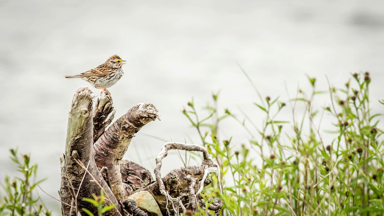 Обои природа, птица, дождь, пение, овсянка, rainy, птаха, вокалист, nature, bird, rain, singing, oatmeal, singer разрешение 3476x2062 Загрузить