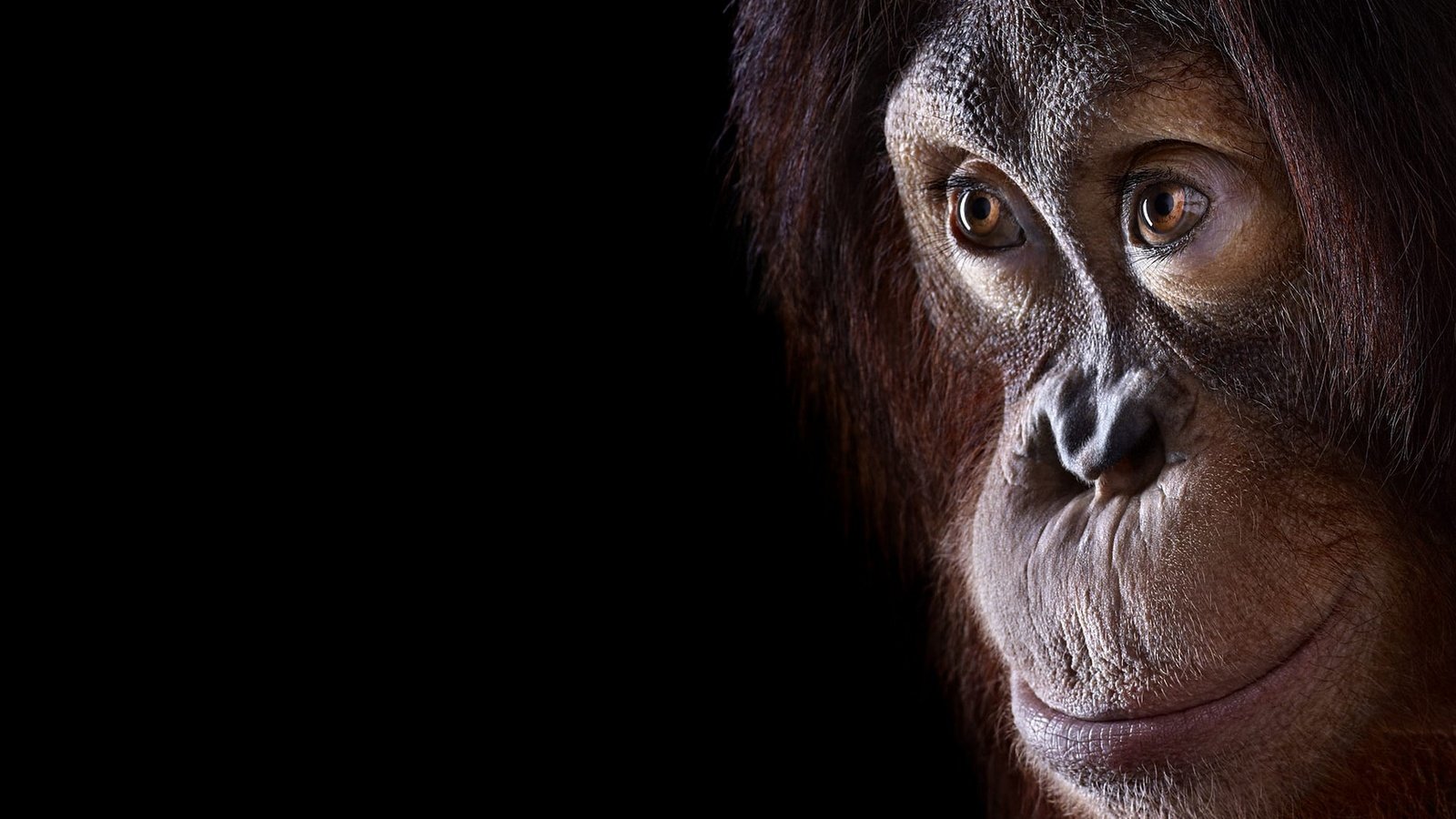 Обои фон, взгляд, обезьяна, орангутан, background, look, monkey, orangutan разрешение 1920x1288 Загрузить