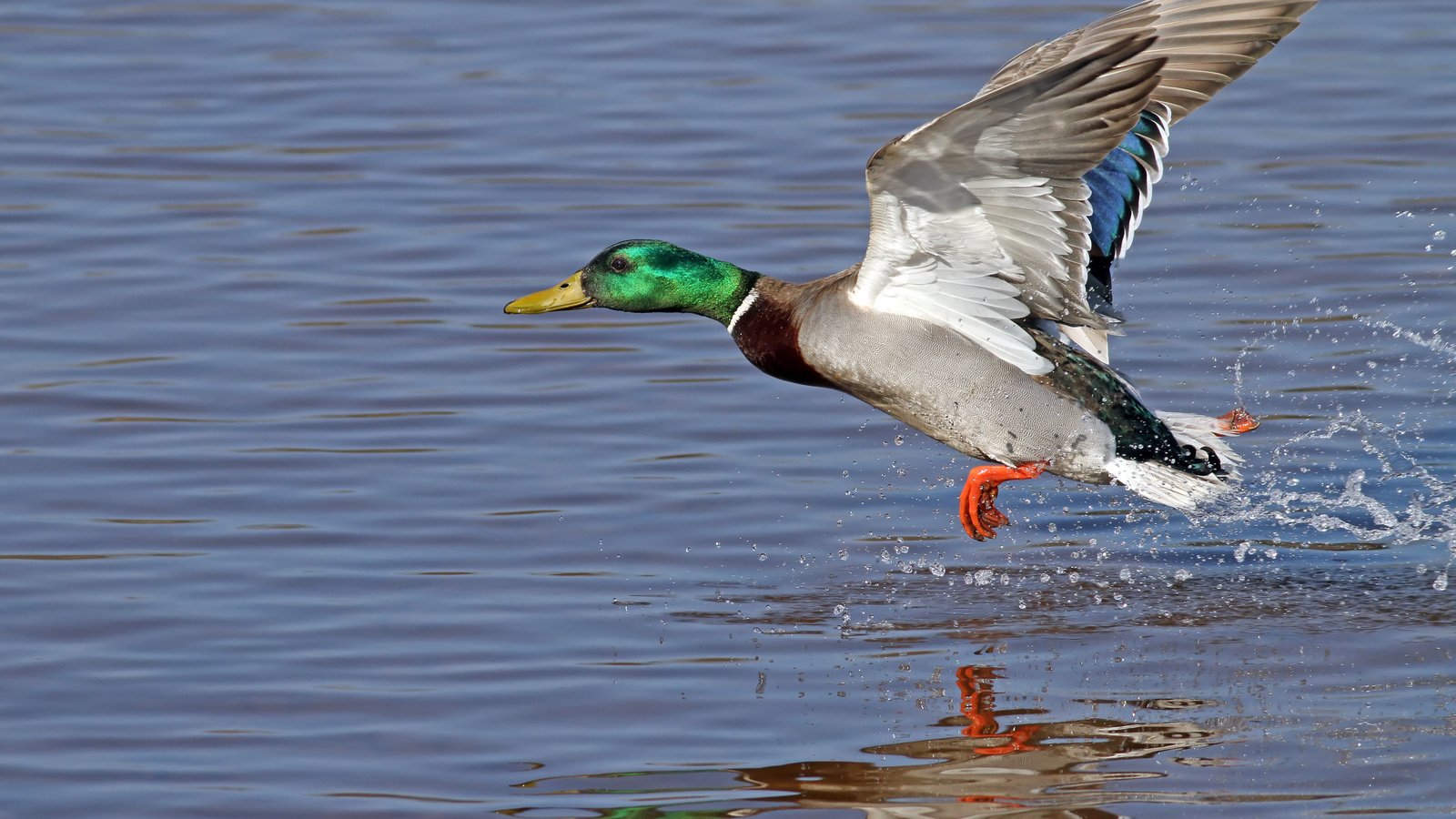 Обои небо, вода, птица, утка, the sky, water, bird, duck разрешение 4970x3313 Загрузить