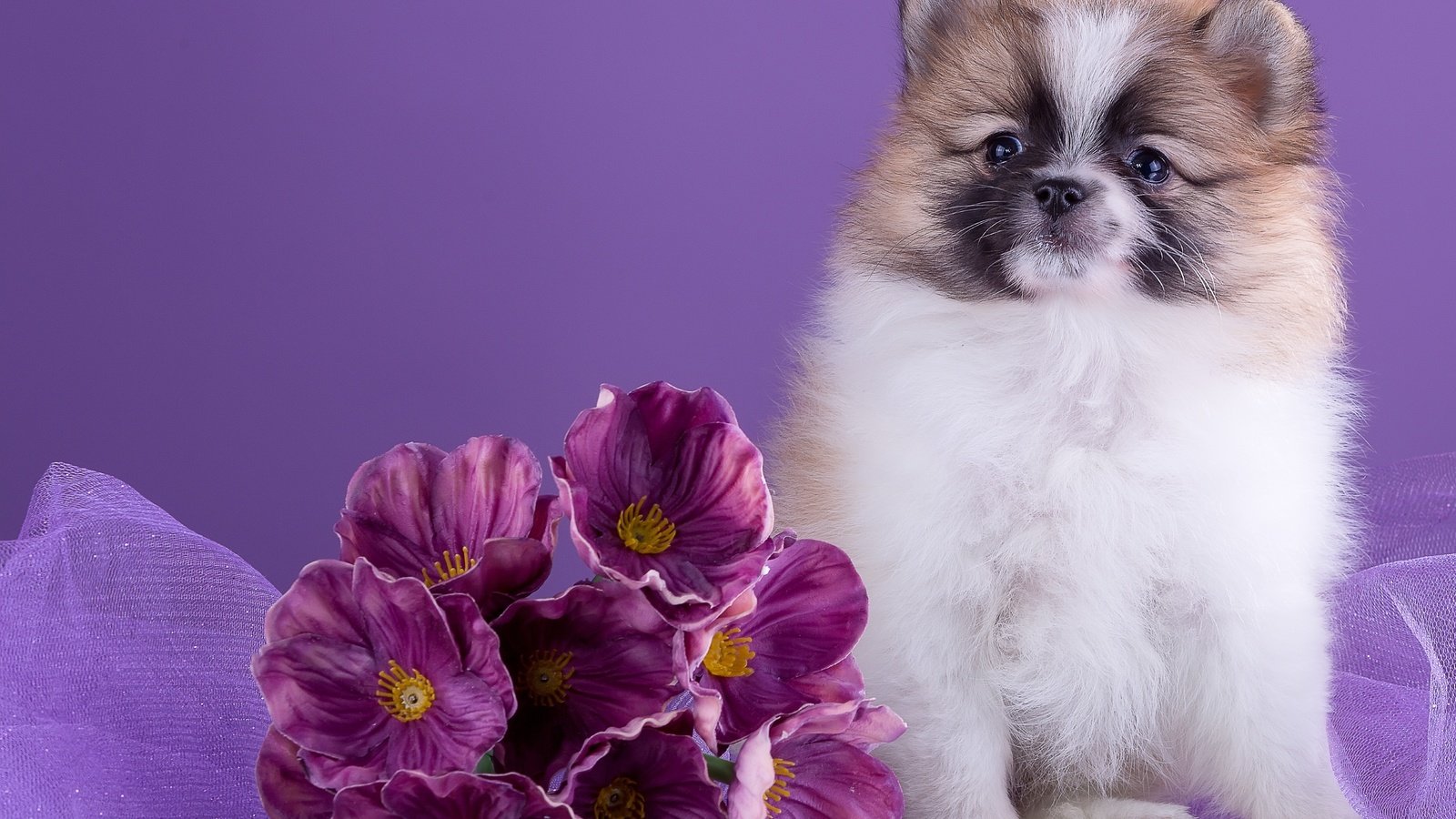 Обои цветы, милый, шпиц, flowers, cute, spitz разрешение 3000x2044 Загрузить