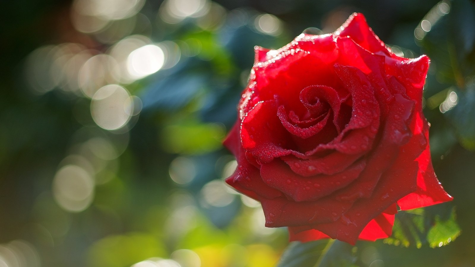 Обои макро, роза, красная, macro, rose, red разрешение 2000x1338 Загрузить