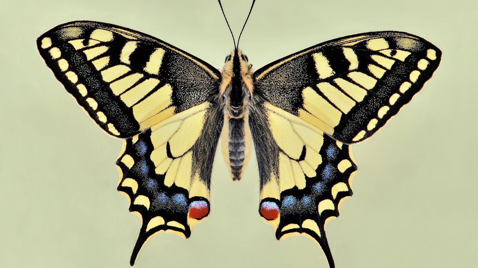 Обои бабочка, крылья, красиво, чешуекрылые, махаон, butterfly, wings, beautiful, lepidoptera, swallowtail разрешение 2560x1600 Загрузить