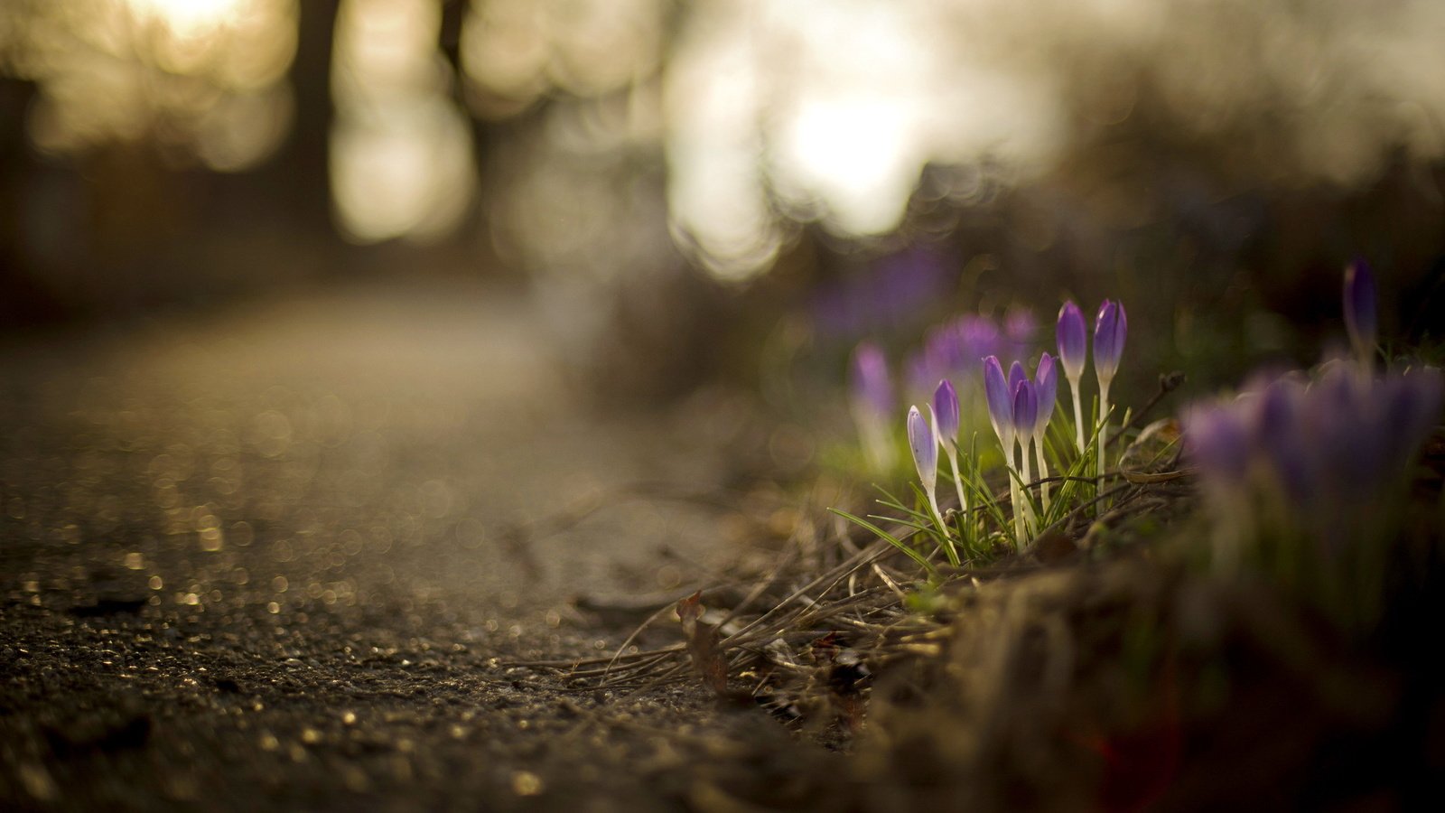 Обои цветы, природа, весна, крокусы, боке, brooke pennington, flowers, nature, spring, crocuses, bokeh разрешение 2048x1363 Загрузить