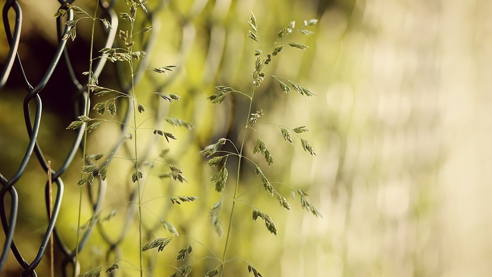 Обои трава, природа, забор, сетка, колоски, боке, grass, nature, the fence, mesh, spikelets, bokeh разрешение 2048x1361 Загрузить