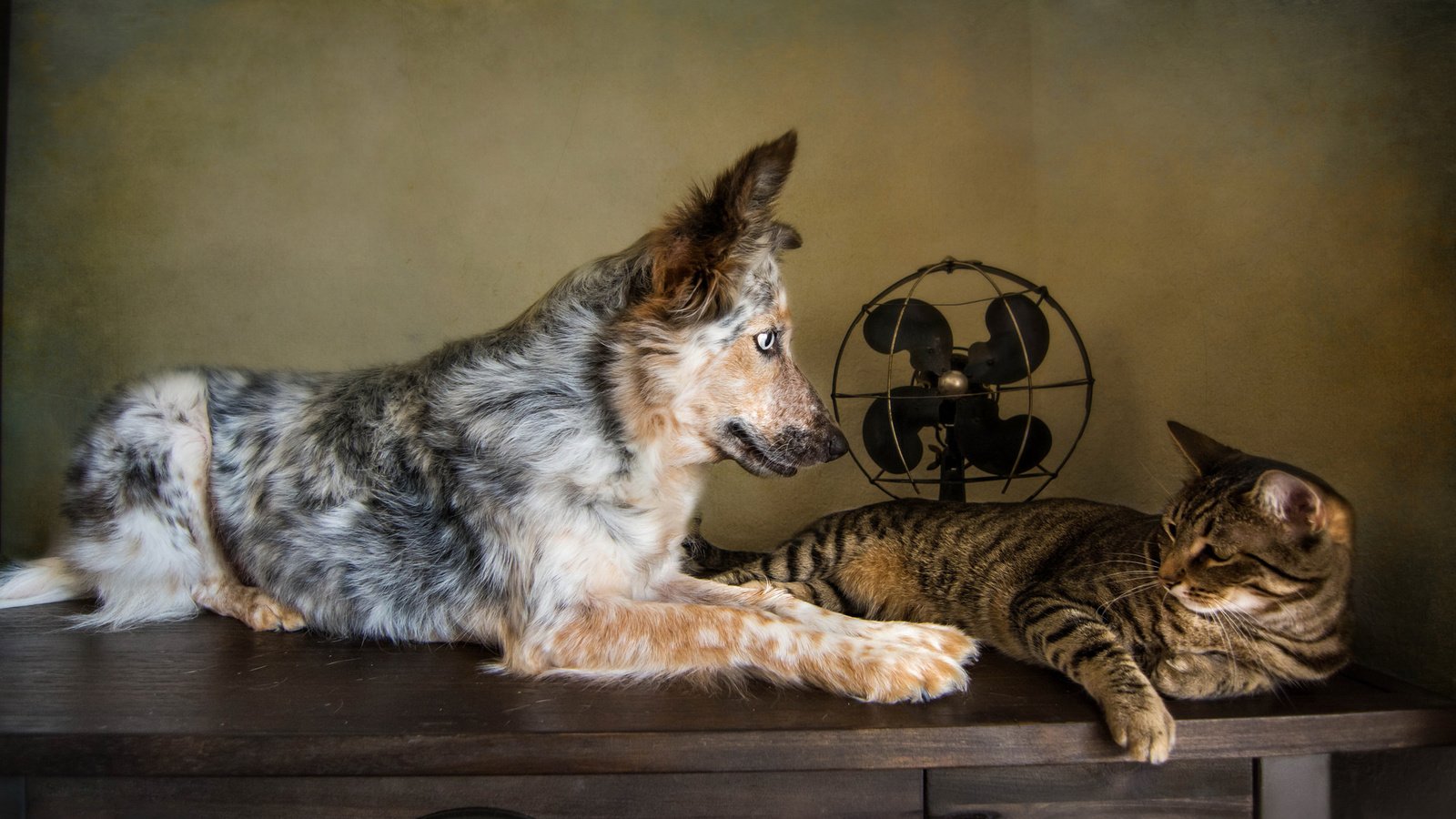 Обои кошка, собака, друзья, австралийская овчарка, вентилятор, cat, dog, friends, australian shepherd, fan разрешение 2048x1152 Загрузить