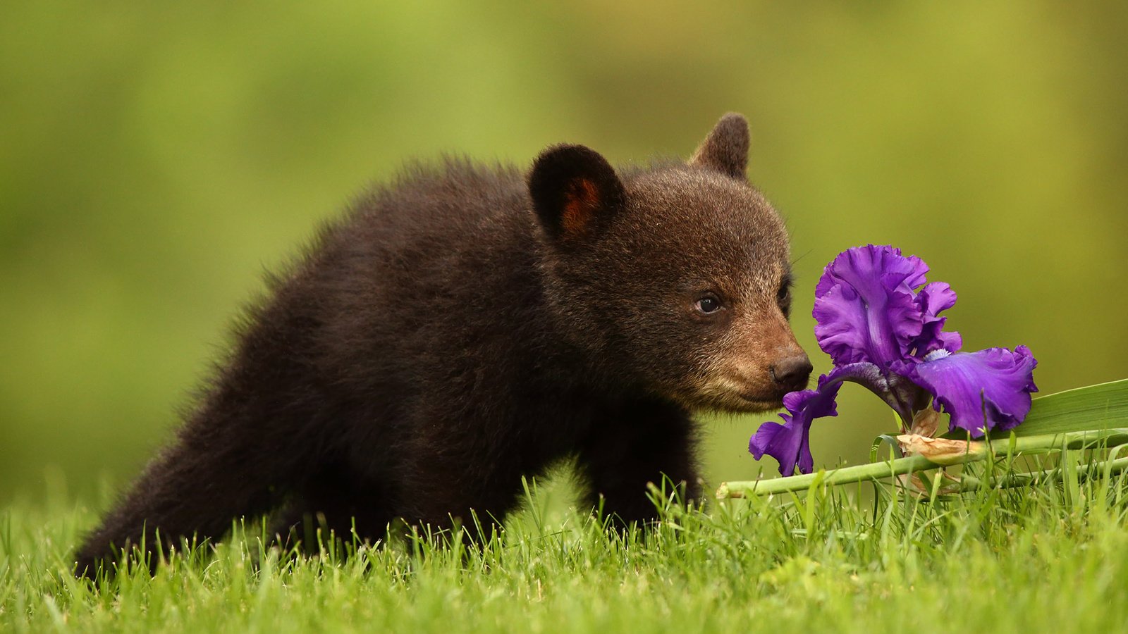 Обои цветок, медведь, медвежонок, ирис, барибал, чёрный медведь, flower, bear, iris, baribal, black bear разрешение 2048x1365 Загрузить