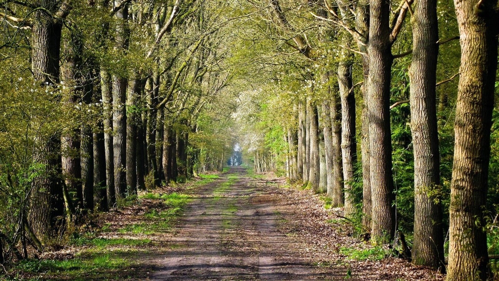 Обои дорога, деревья, лес, road inside trees, road, trees, forest разрешение 1920x1080 Загрузить