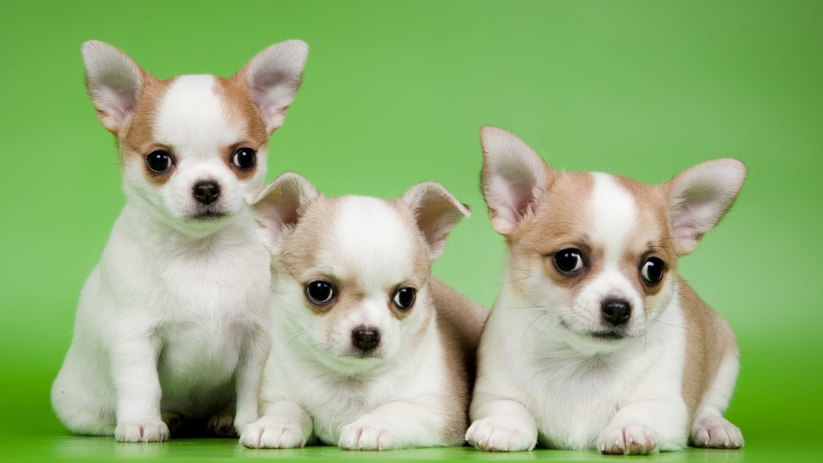 Обои щенки, трио, милые, чихуахуа, puppies, trio, cute, chihuahua разрешение 2400x1563 Загрузить