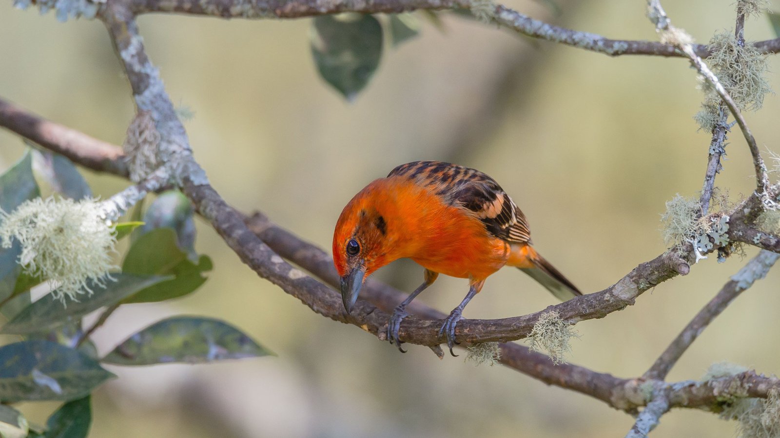 Обои природа, листья, ветки, птица, кардинал, огненная пиранга, nature, leaves, branches, bird, cardinal, fire piranha разрешение 2048x1367 Загрузить