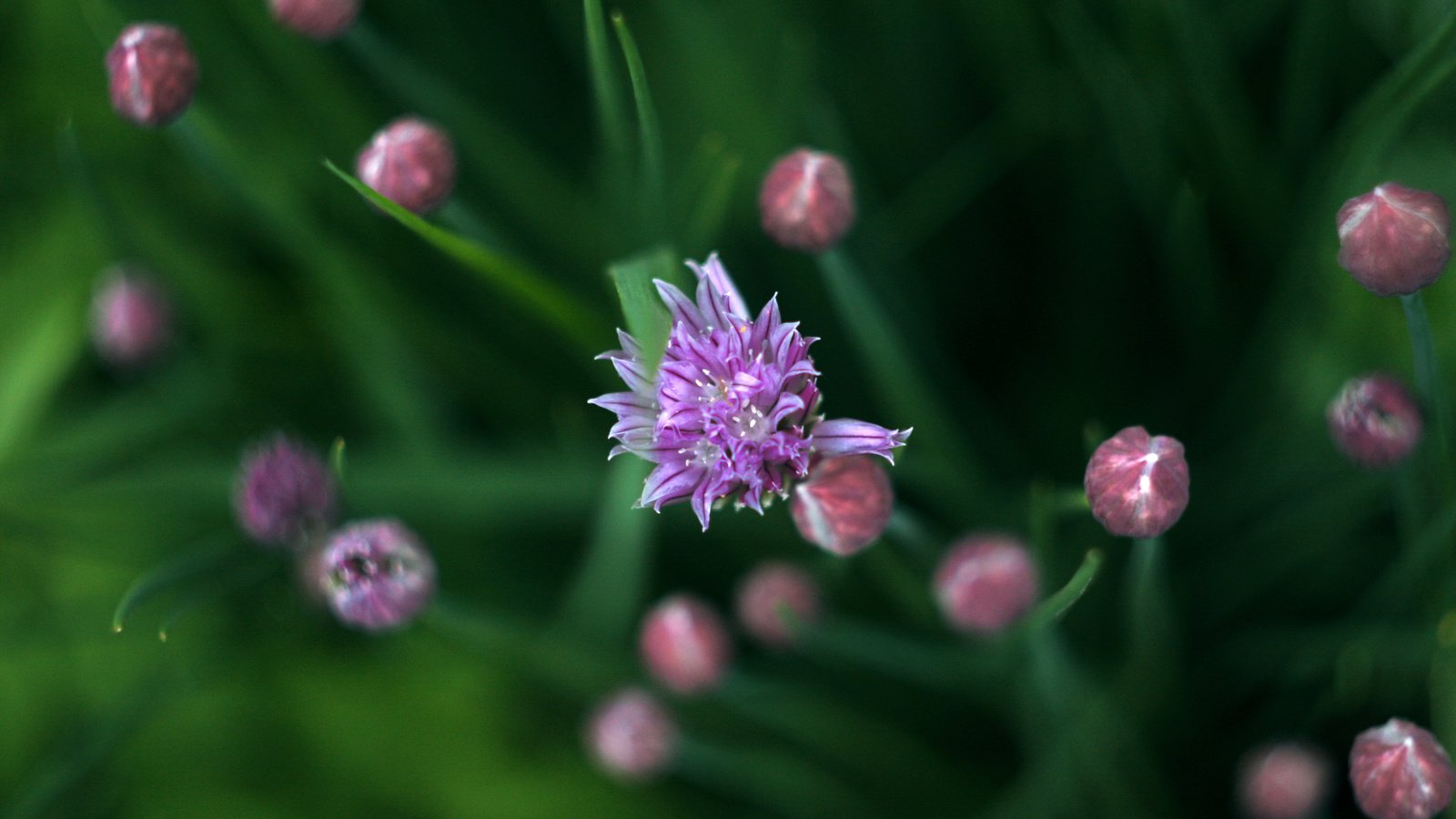 Обои зелень, весна, лук, дикий лук, greens, spring, bow, wild onion разрешение 3888x2592 Загрузить