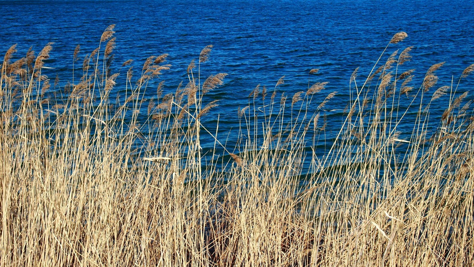 Обои трава, вода, природа, макро, колоски, голубая, сухая, grass, water, nature, macro, spikelets, blue, dry разрешение 4032x2272 Загрузить