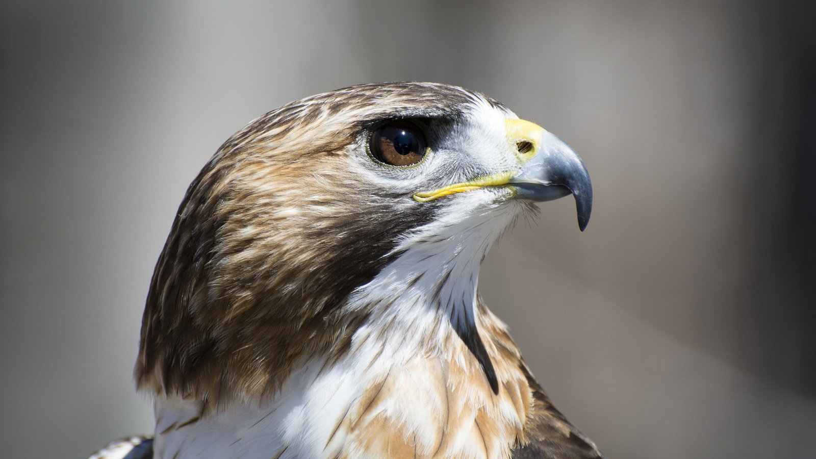 Обои взгляд, профиль, птица, ястреб, look, profile, bird, hawk разрешение 2048x1136 Загрузить