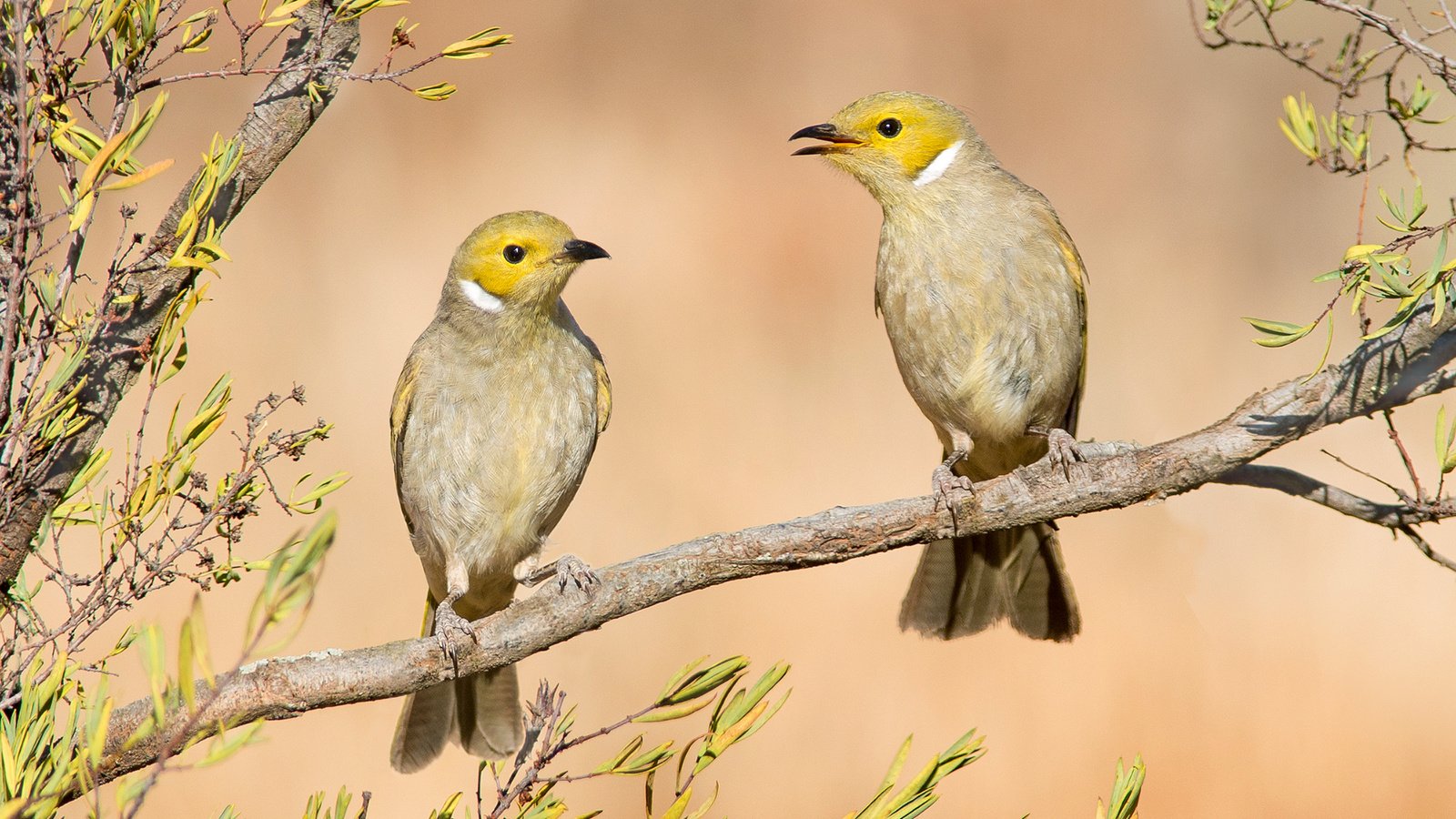 Обои ветка, птицы, австралия, lichenostomus penicillatus, медоносовые, branch, birds, australia, medonosov разрешение 2100x1394 Загрузить